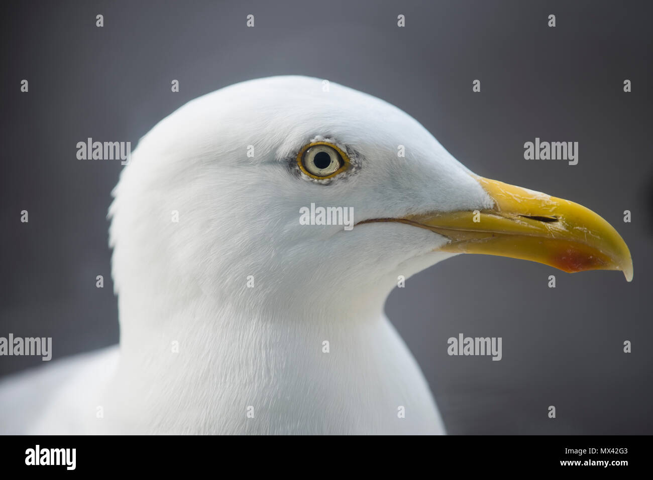 Un Cornish Seagull (aringa gabbiano). Foto Stock