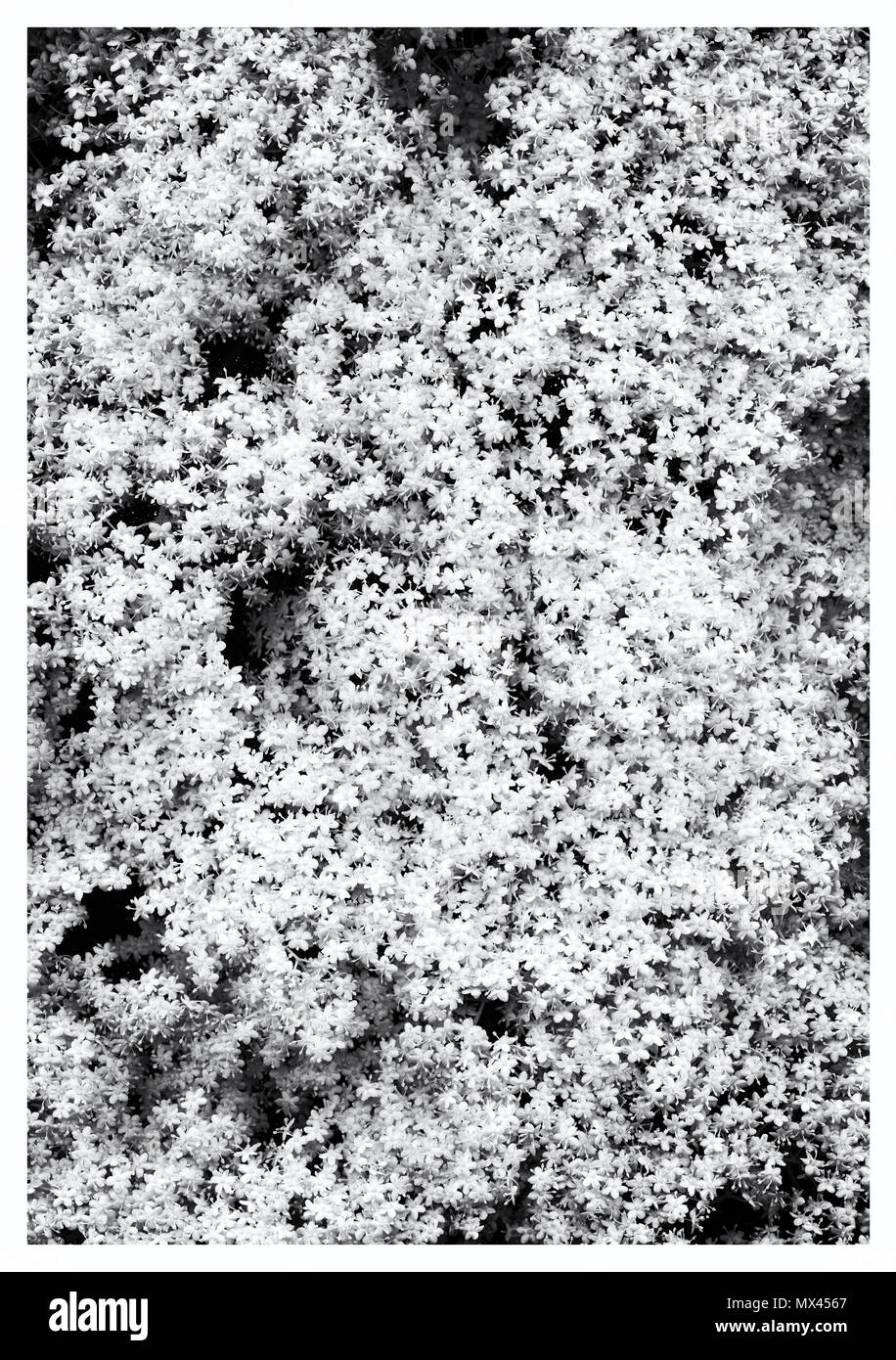 Close-Up di sambuco (Sambucus Nigra) su sfondo nero Foto Stock