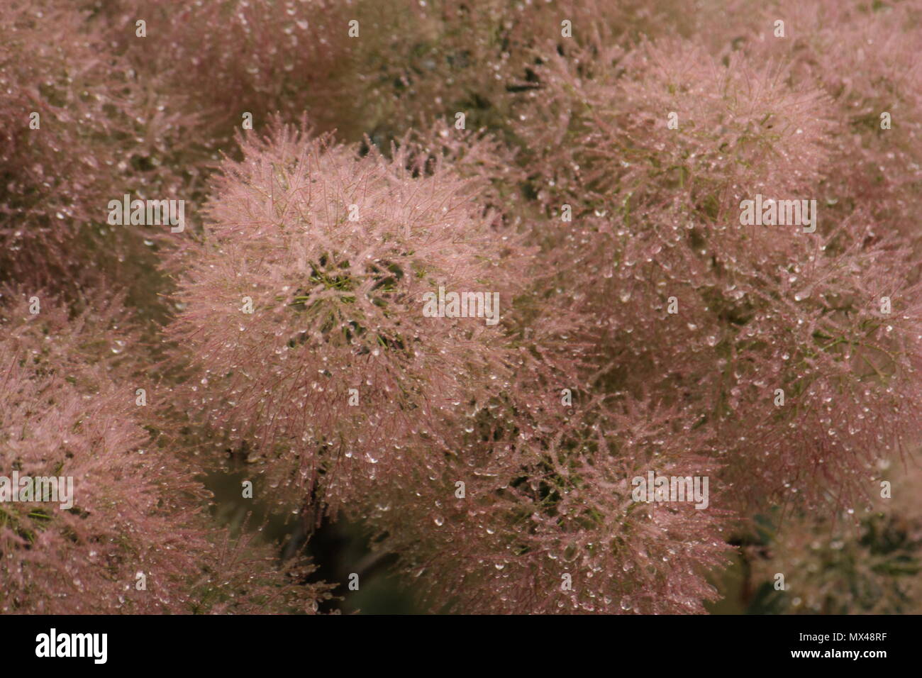 Rosa Bush di fumo Foto Stock
