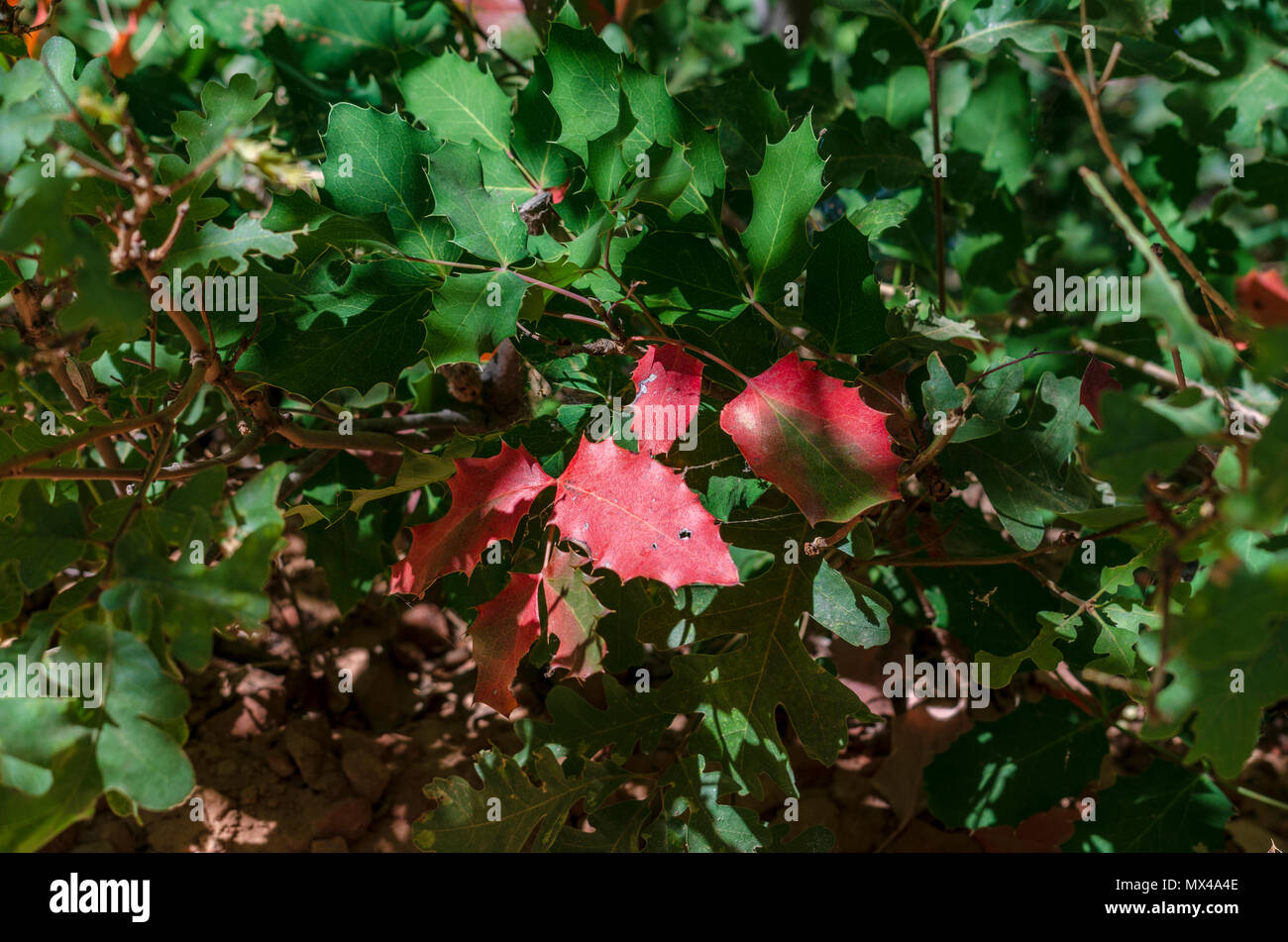 Appuntito di colore rosso e verde foglie, closeup, n. bacche. American holly. Foto Stock