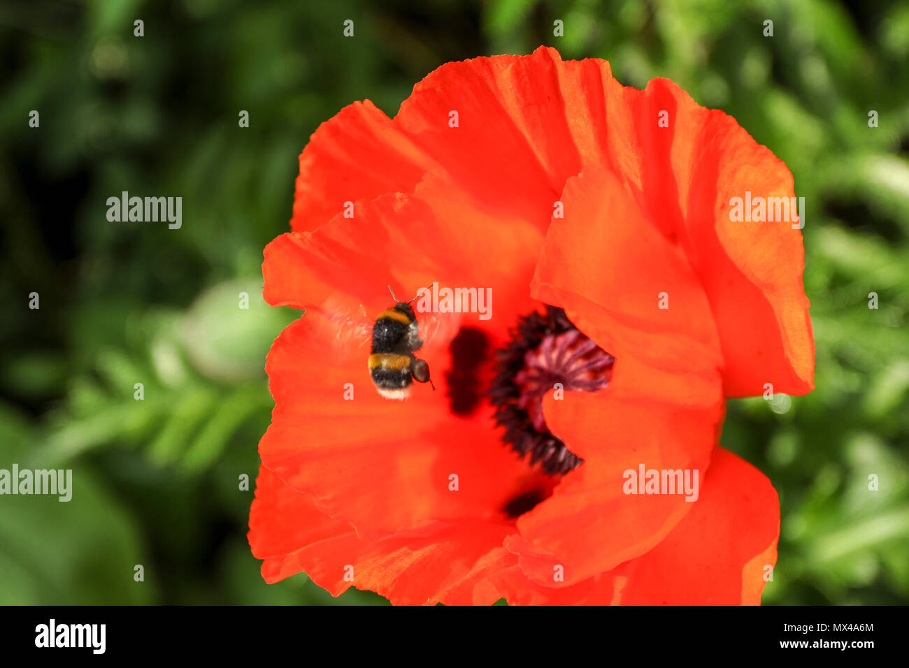 Ornamentali Papavero Rosso E Di Impollinazione Delle Api Nel Sole In Un Inglese Un Giardino Estivo Inghilterra Regno Unito Foto Stock Alamy