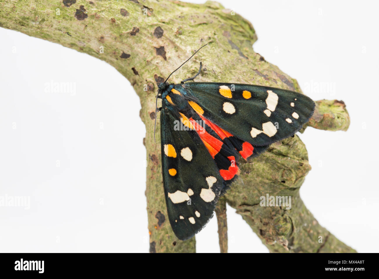 Un Scarlet tiger moth, Callimorpha dominula, su uno sfondo bianco che è stato sollevato da bachi trovati nel selvaggio e rilasciato dopo essere foto Foto Stock