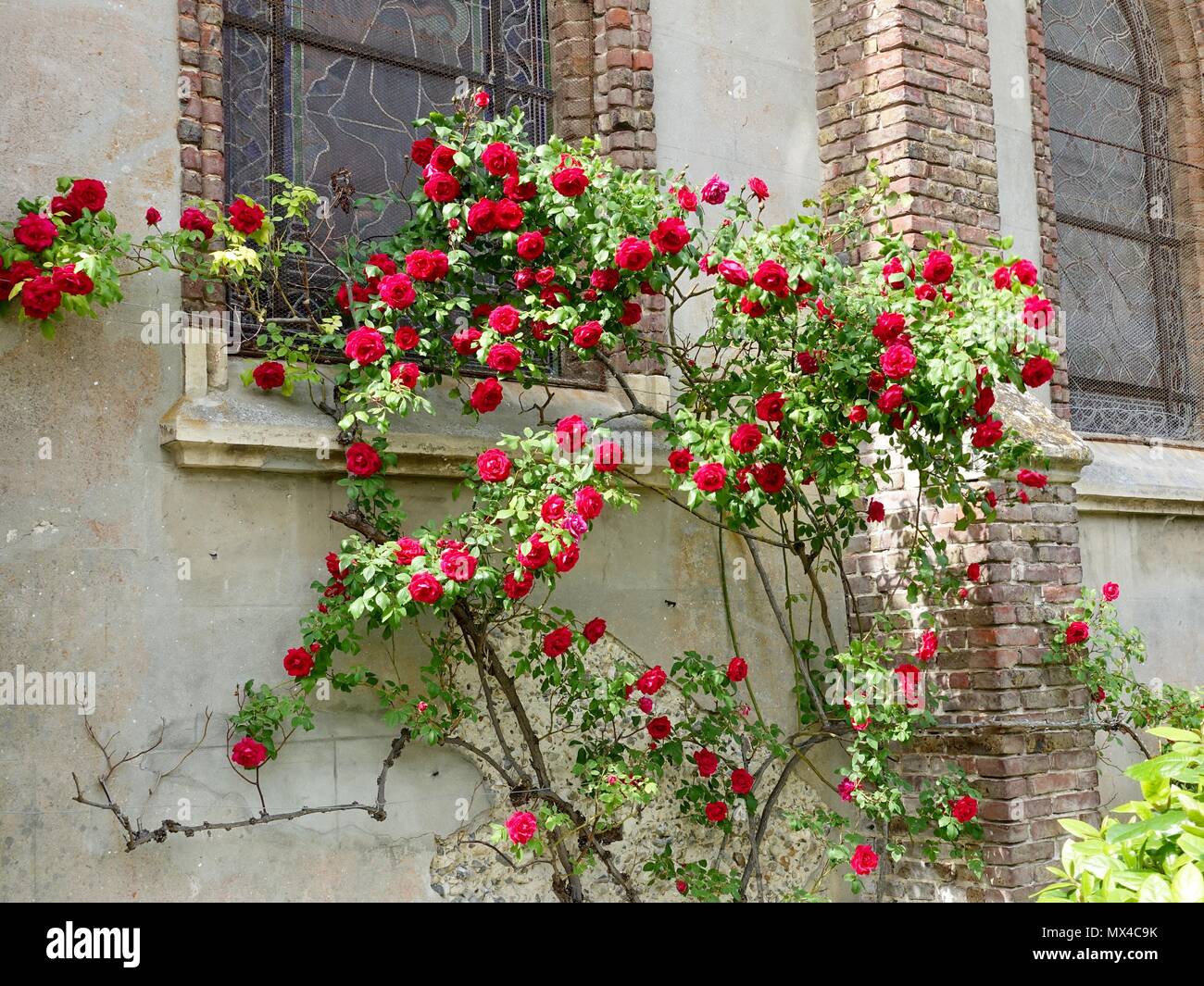 Rosso, rose rampicanti contro il fianco della chiesa, Le Crotoy, Francia Foto Stock