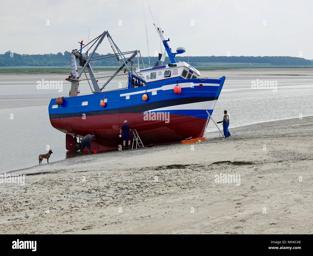 Tre uomini, sulle rive della Baia di Somme, la verniciatura dello scafo di una barca spiaggiata mentre cane guarda, Le Crotoy, Francia Foto Stock