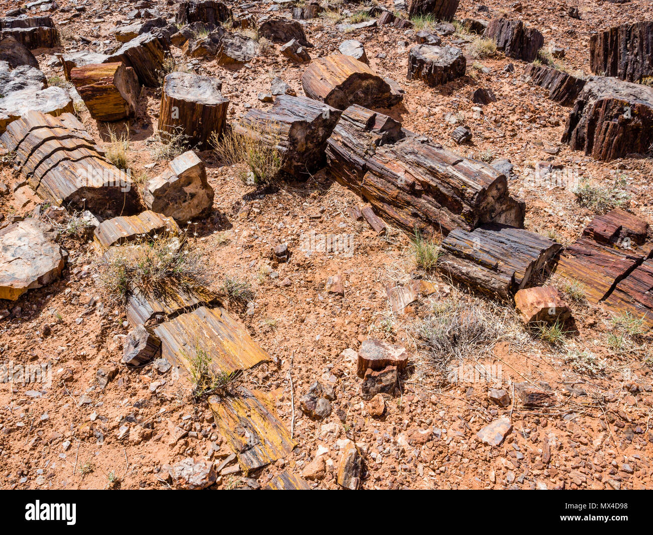 Legno pietrificato tree segmenti dei log in Wolverine foresta pietrificata area lungo Wolverine Creek Trail in Grand Staircase-Escalante Monumento Nazionale Utah Foto Stock