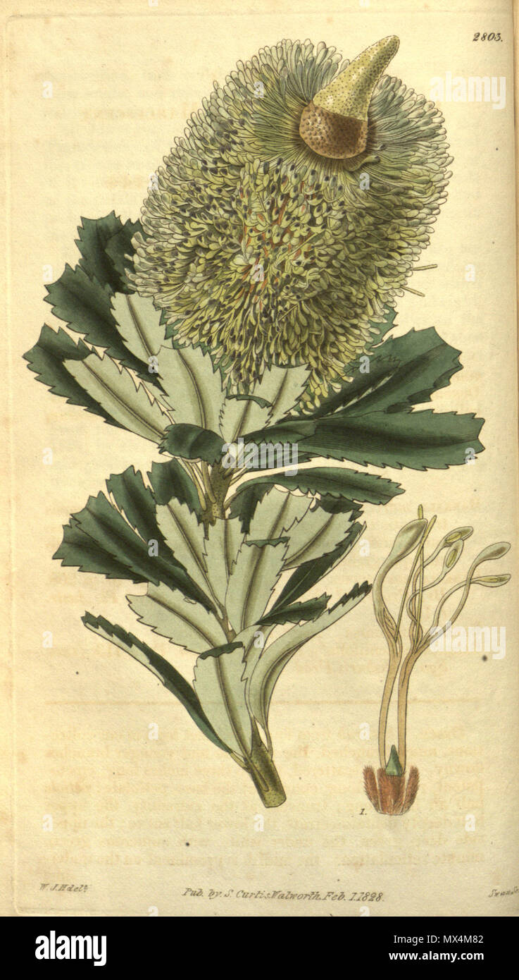 . Questa è un immagine della piastra 2803 dal volume LV di Curtis's Botanical Magazine, dal titolo Banksia marcescens. Marcescent Banksia. L'impianto illustrato è ora noto come Banksia praemorsa (cut-leaf Banksia) . 1828. L'immagine viene contrassegnato come "W. J. H. del', che indica che è stato descritto da William Jackson Hooker. 71 BANKSIA marcescens (Curtis botanico della piastra del magazzino 2803) Foto Stock