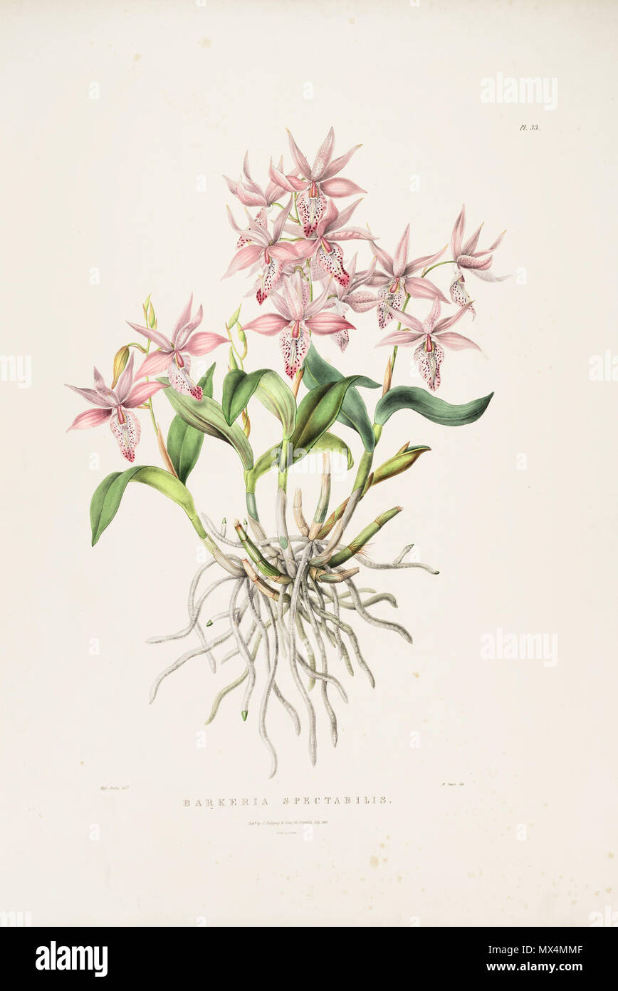 . Illustrazione di Barkeria spectabilis . tra il 1837 e il 1843. Miss Drake (CANC.) - M. Gauci (lith.) 72 Barkeria spectabilis-Bateman Orch. Mex. Guat. pl. 33 (1843) Foto Stock