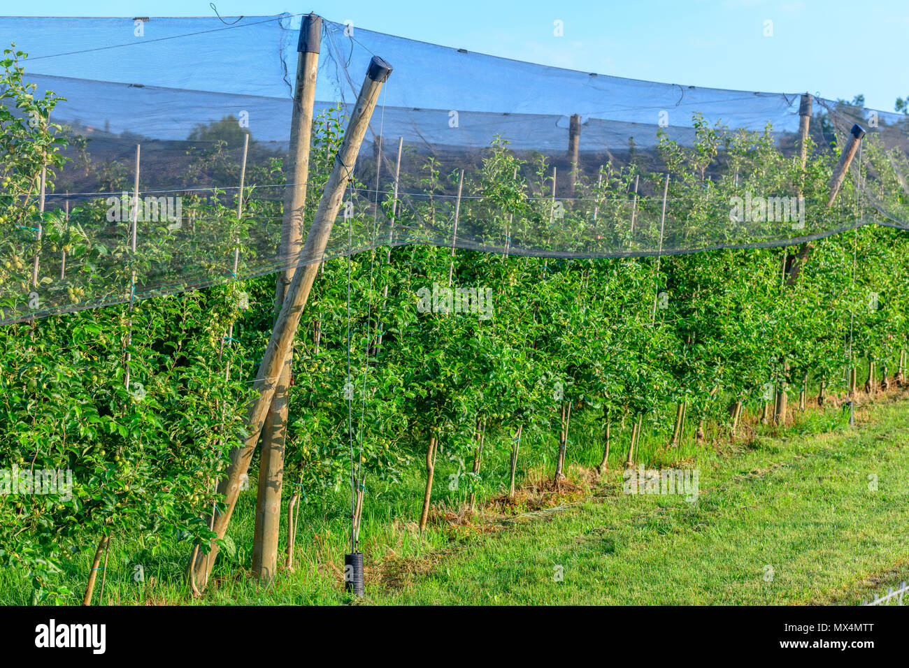 Frutteti di mele con rete di protezione contro la grandine ed elementi Foto Stock