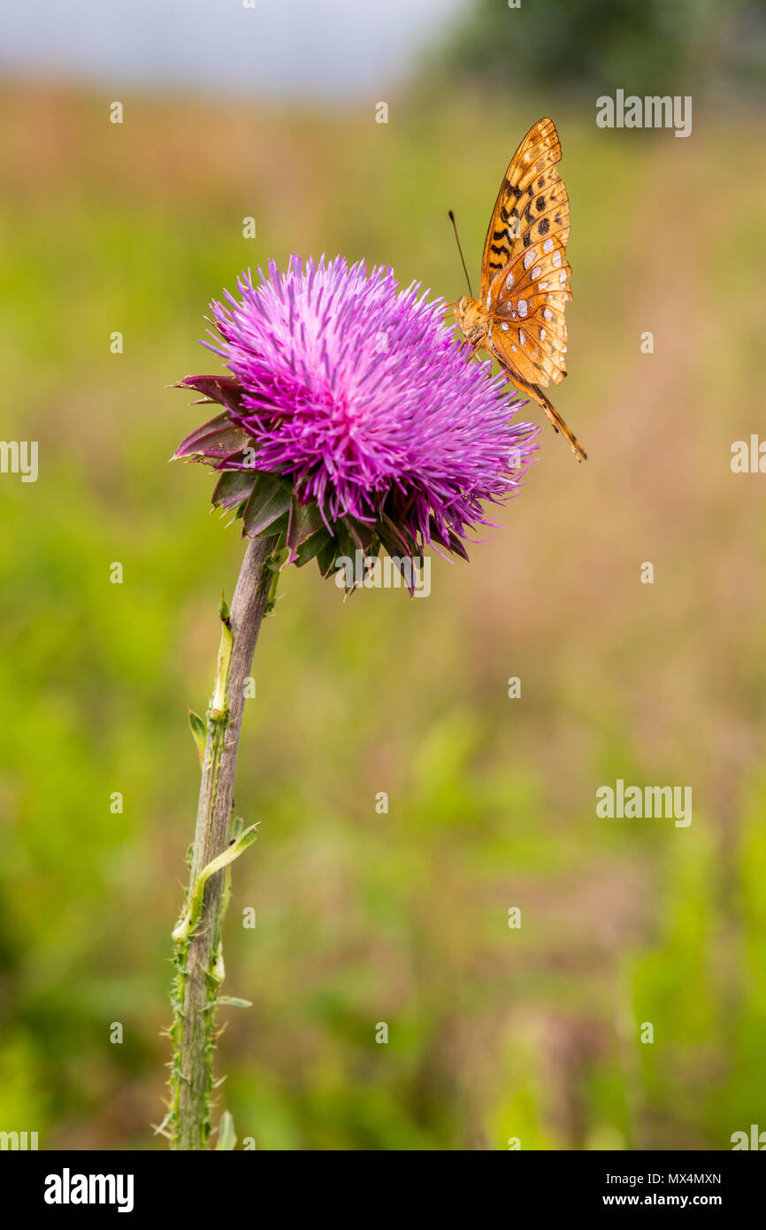 Una farfalla di foraggi per il polline su thistle bloom. Foto Stock