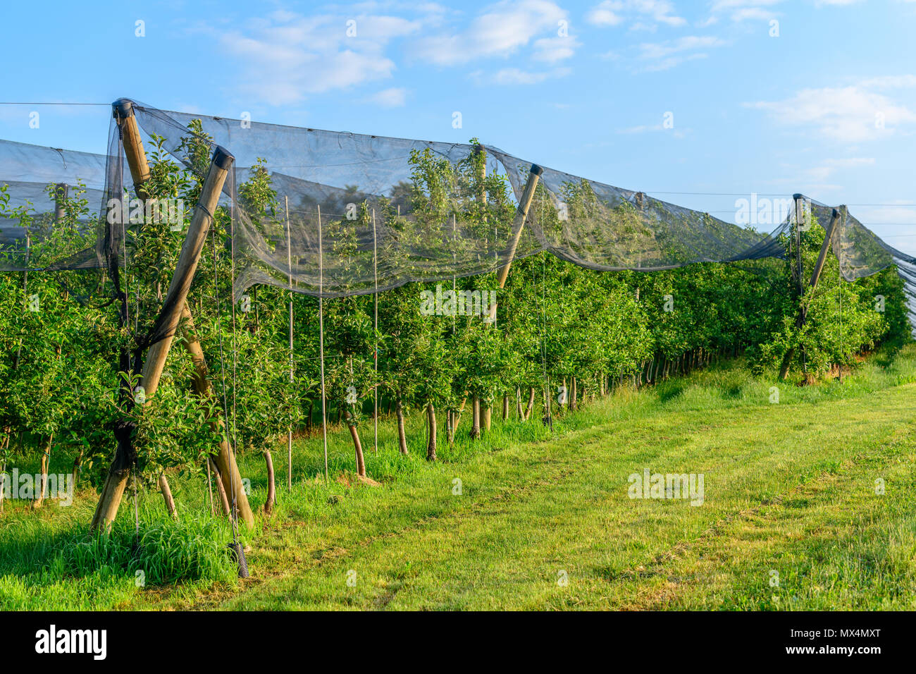 Frutteti di mele con rete di protezione contro la grandine ed elementi Foto Stock