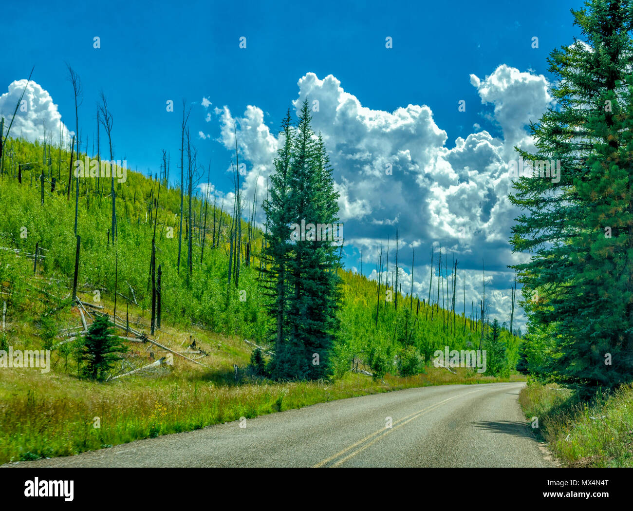 Strada di campagna con il verde delle colline e foreste sotto un cielo azzurro con soffici nuvole. Foto Stock