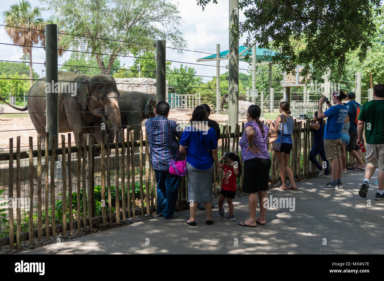 Le famiglie e gli amici godere gli elefanti a allo Zoo di Houston. Houston, Texas, Stati Uniti d'America. Foto Stock