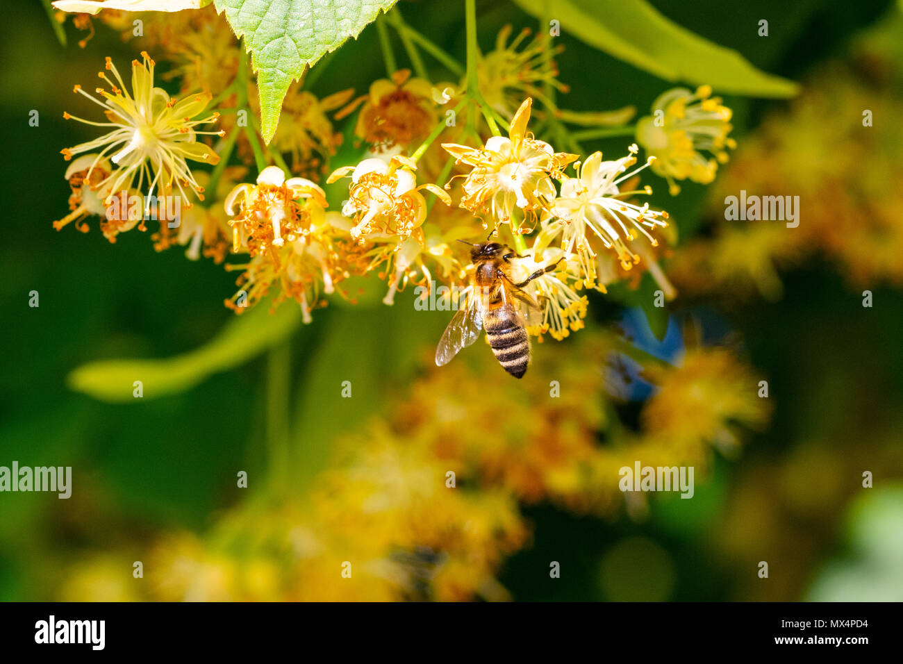 Bumblebee in i fiori di tiglio, close up Bumble Bee la raccolta di nettare, miele Foto Stock