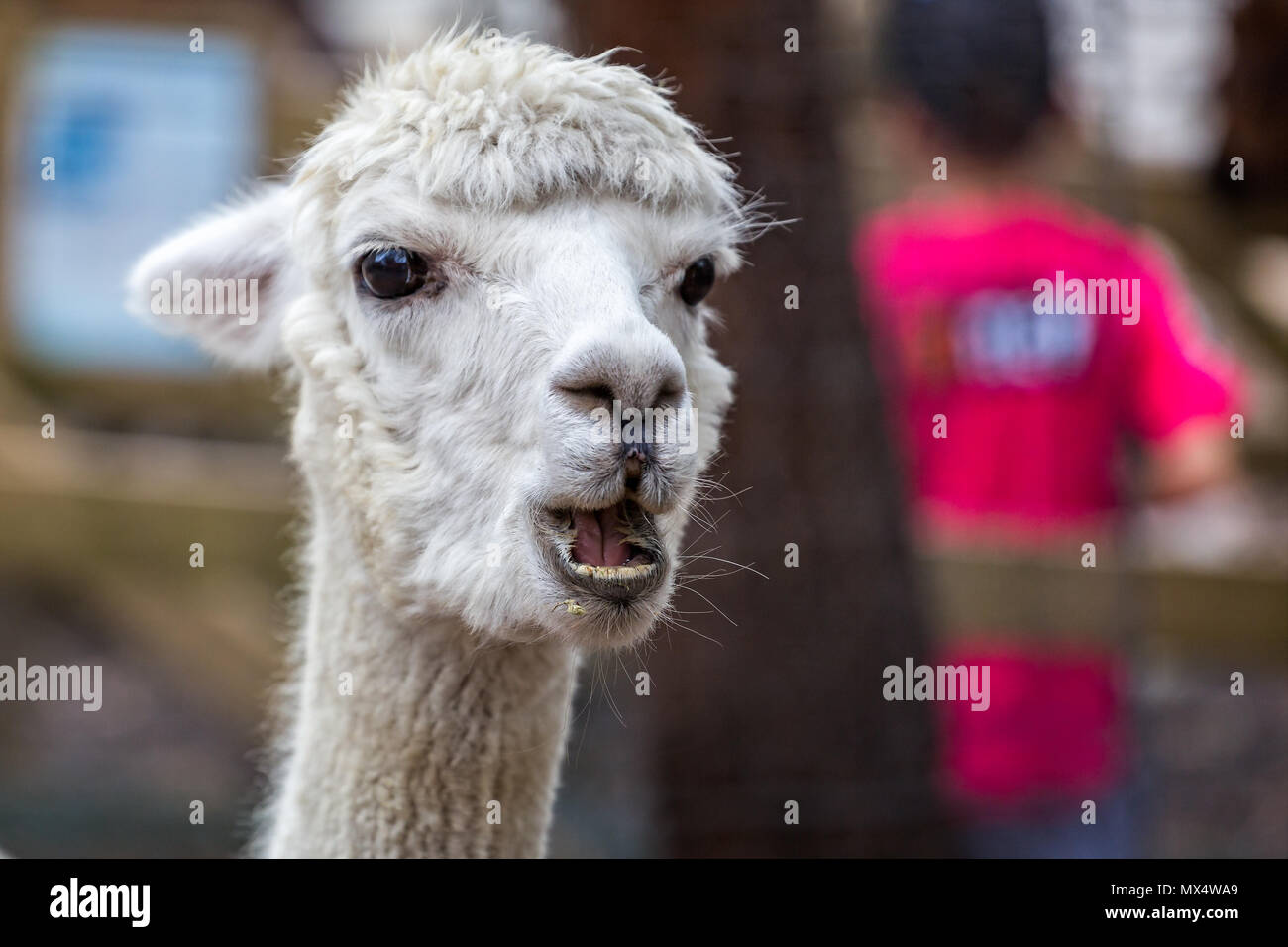 Close up white Llama testa con sguardo curioso Foto Stock