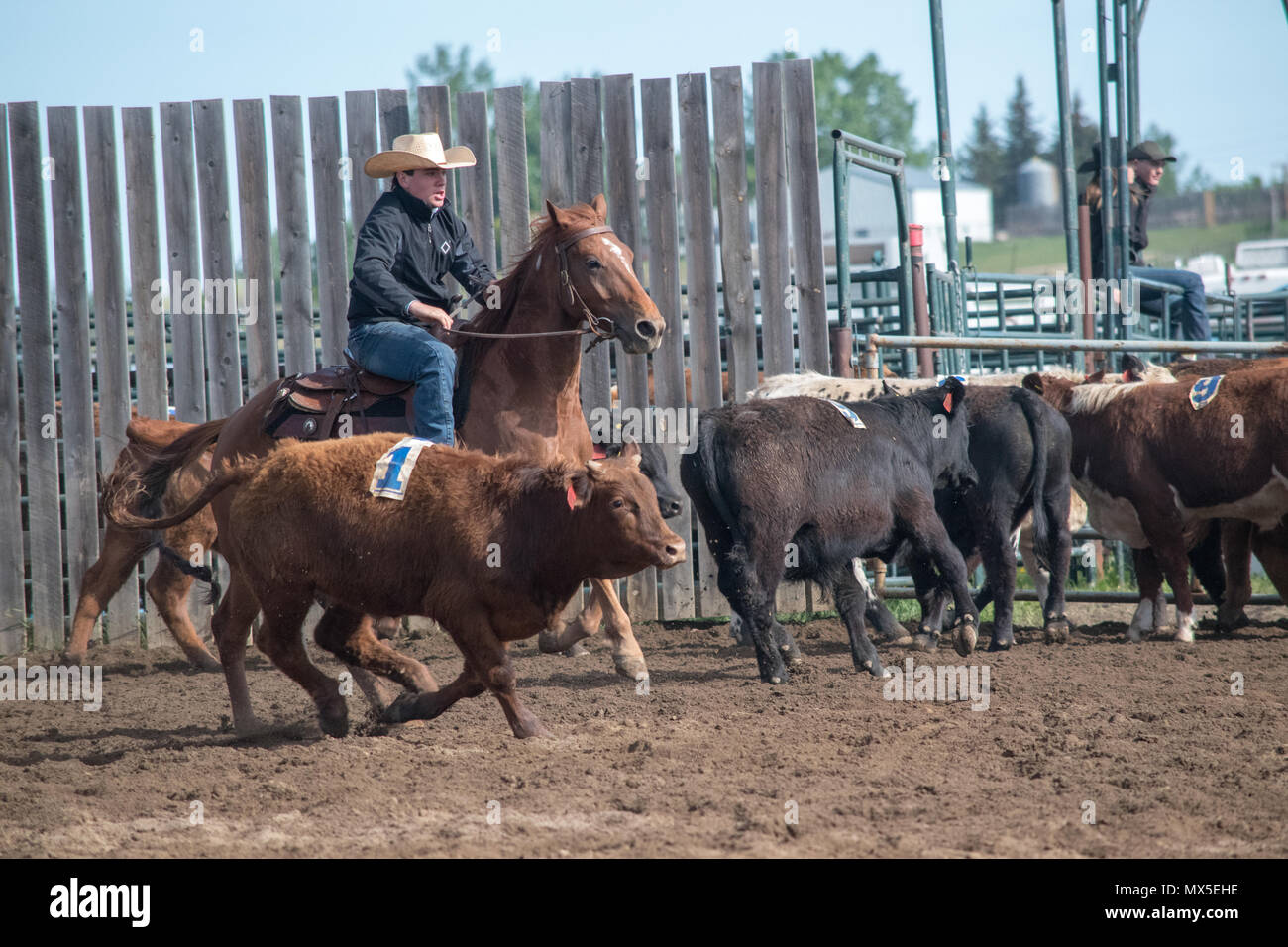 Cowboy bovini dello sterzo. Central Alberta Team Penning Association, Robson Arena, Carstairs, Alberta. Foto Stock