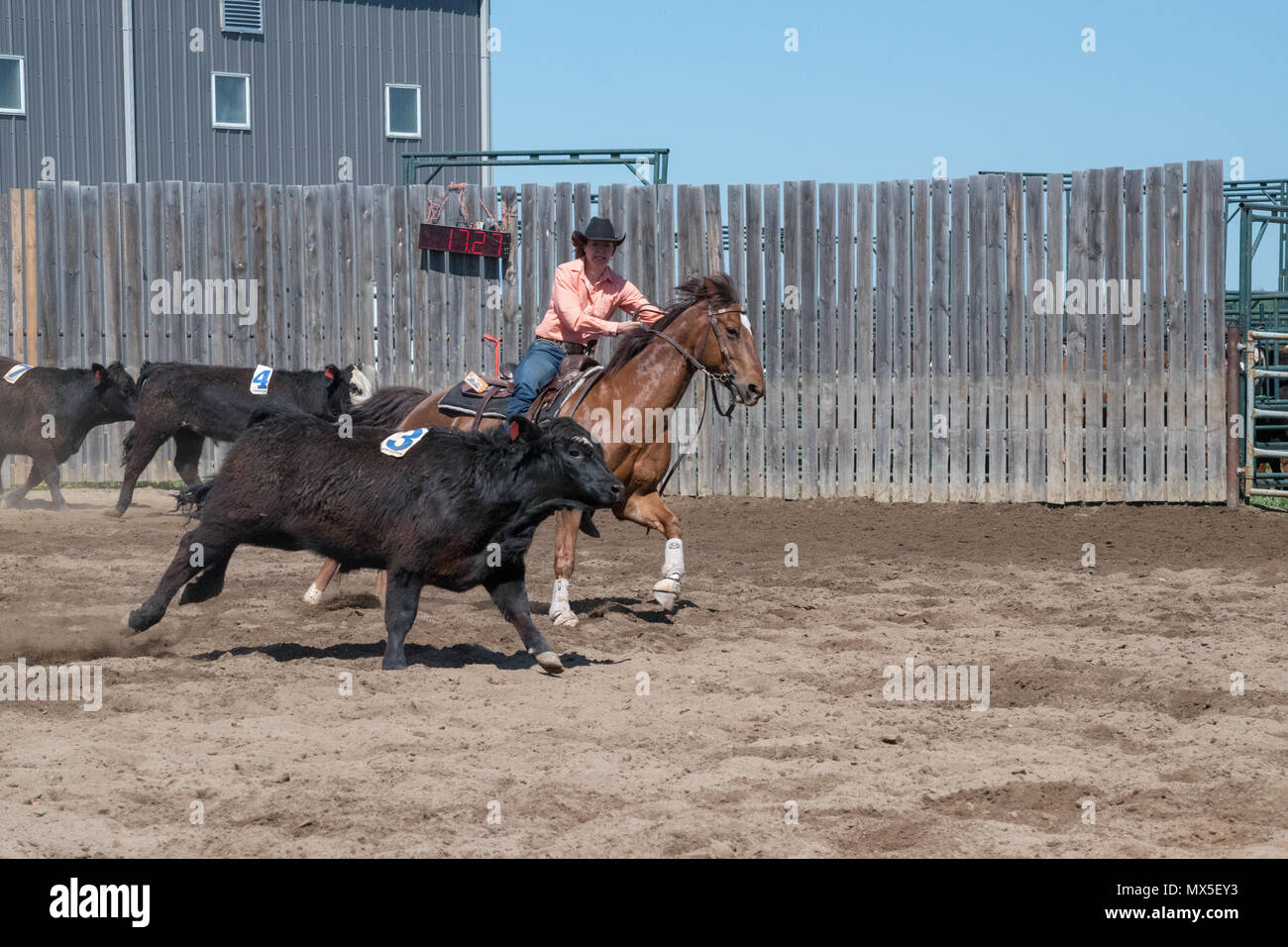 Cowgirl ordinamento di bestiame. Central Alberta Team Penning Association, Robson Arena, Carstairs, Alberta. Foto Stock