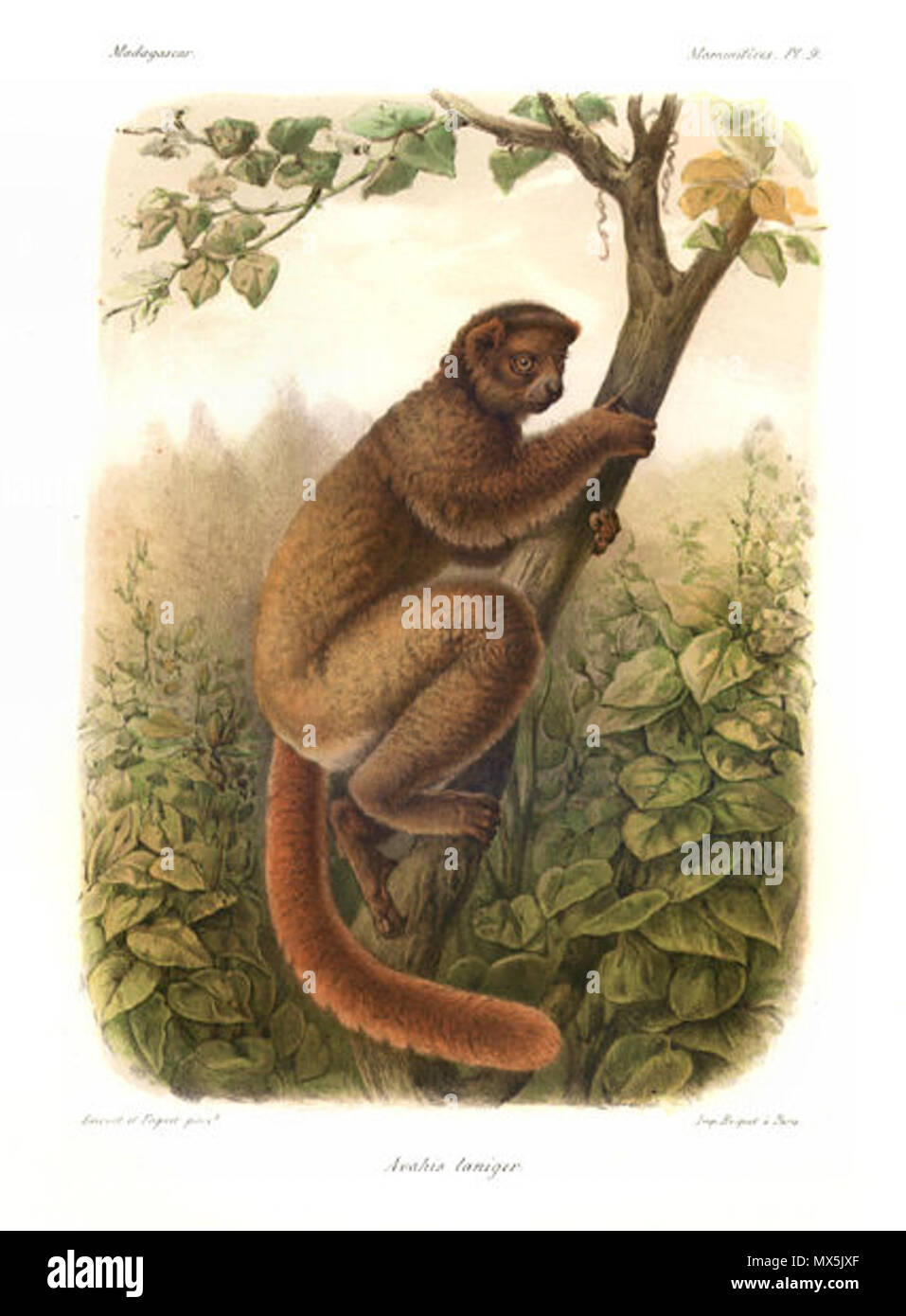 . Orientale (Avahi Avahi laniger) . Français : Avahis laniger (Gmelin), variété orientale, tué à la baie d'Antongil (côte E. de Madagascar), au tiers de la grandeur naturelle. Inglese: Avahis laniger (Gmelin), varietà orientali, ucciso con baby Antongil off (E sulla costa occidentale del Madagascar) 65 Avahi laniger Grandidier Foto Stock