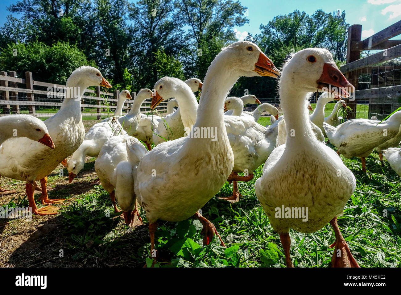 Stormo di oche domestiche, Anser anser domesticus in una fattoria Foto Stock