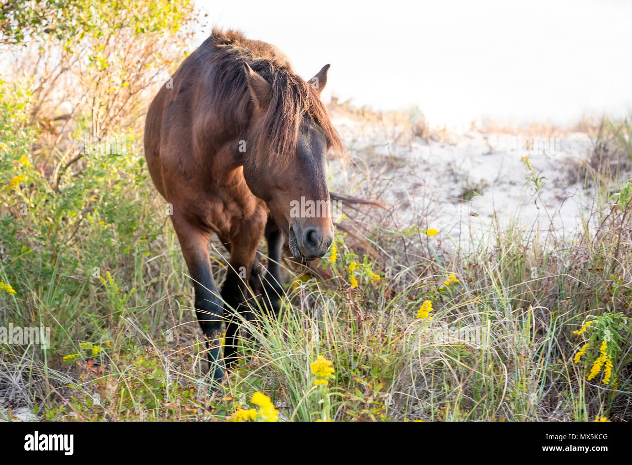 Un pony selvatici rovistando tra le dune a Assateague Island National Seashore, Maryland Foto Stock