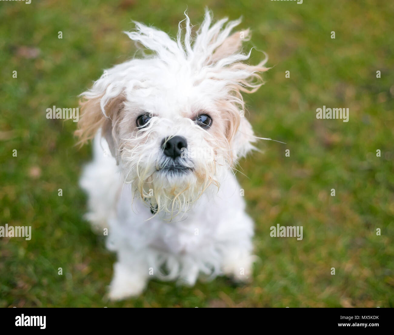 Una piccola razza cane avente un brutto giorno per capelli con frizzy, pelliccia battente Foto Stock