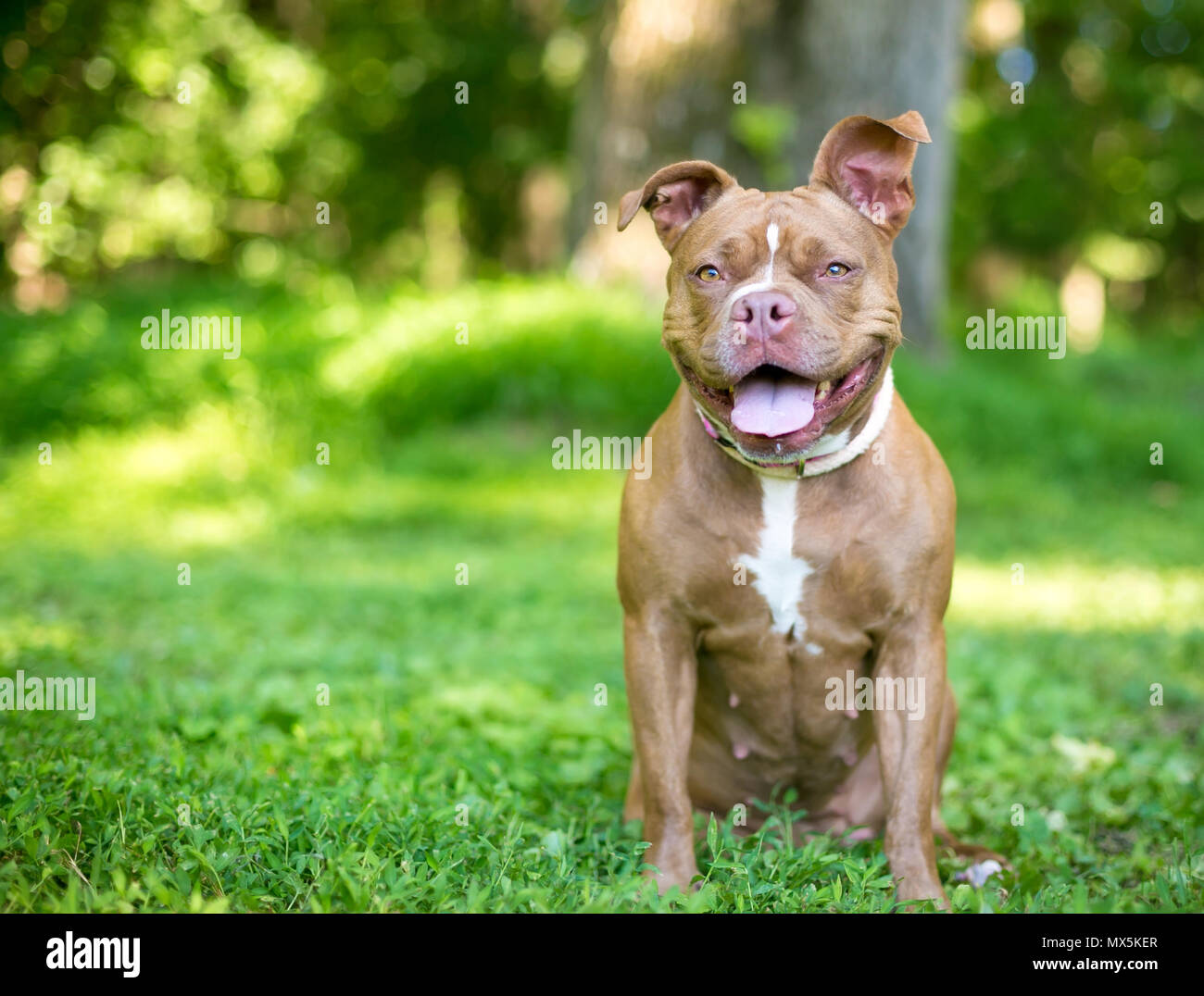 Un boxer / Pit Bull Terrier di razza cane con una felice espressione Foto  stock - Alamy
