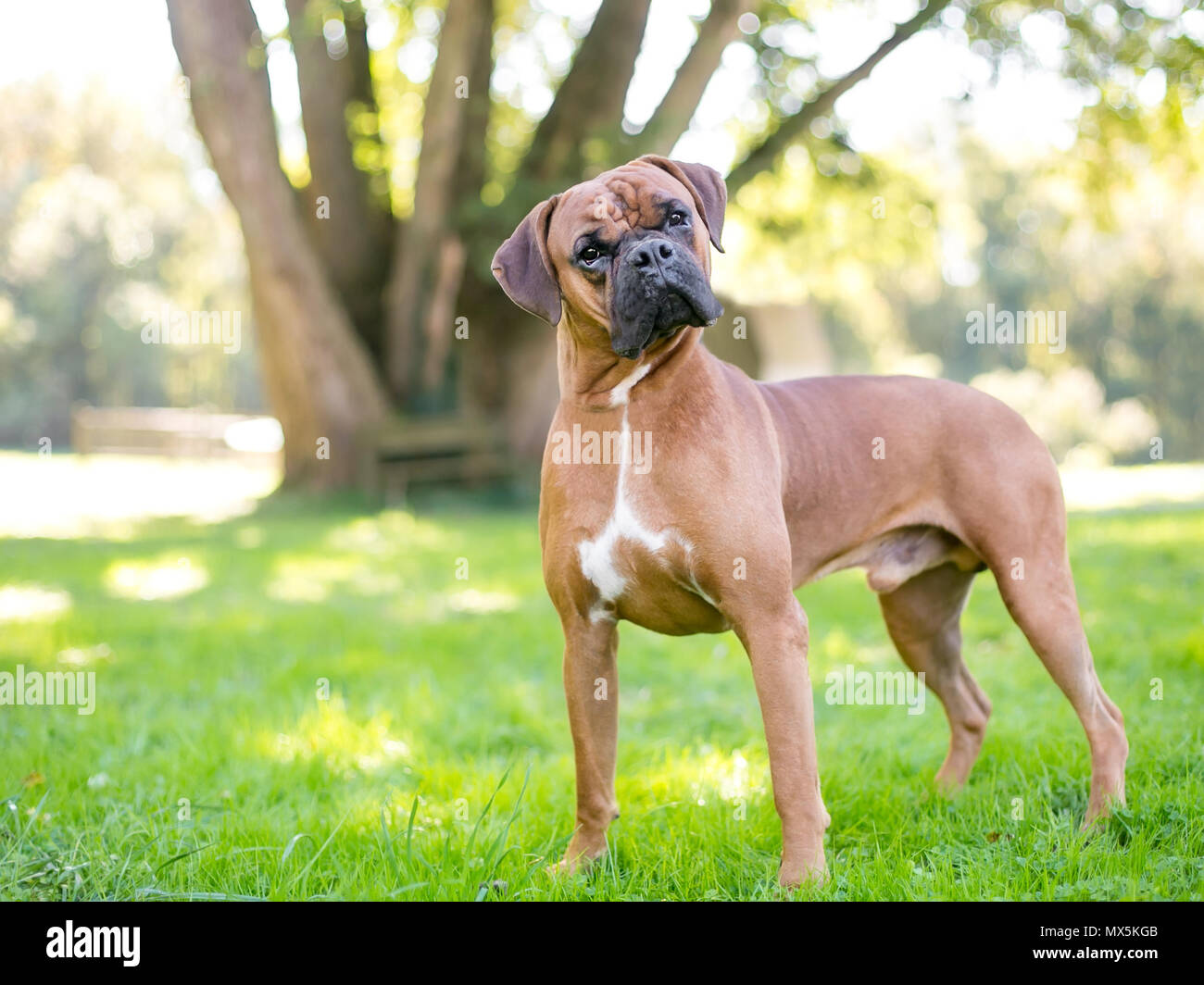 Una razza di cane Boxer ascolto con una inclinazione testata Foto Stock