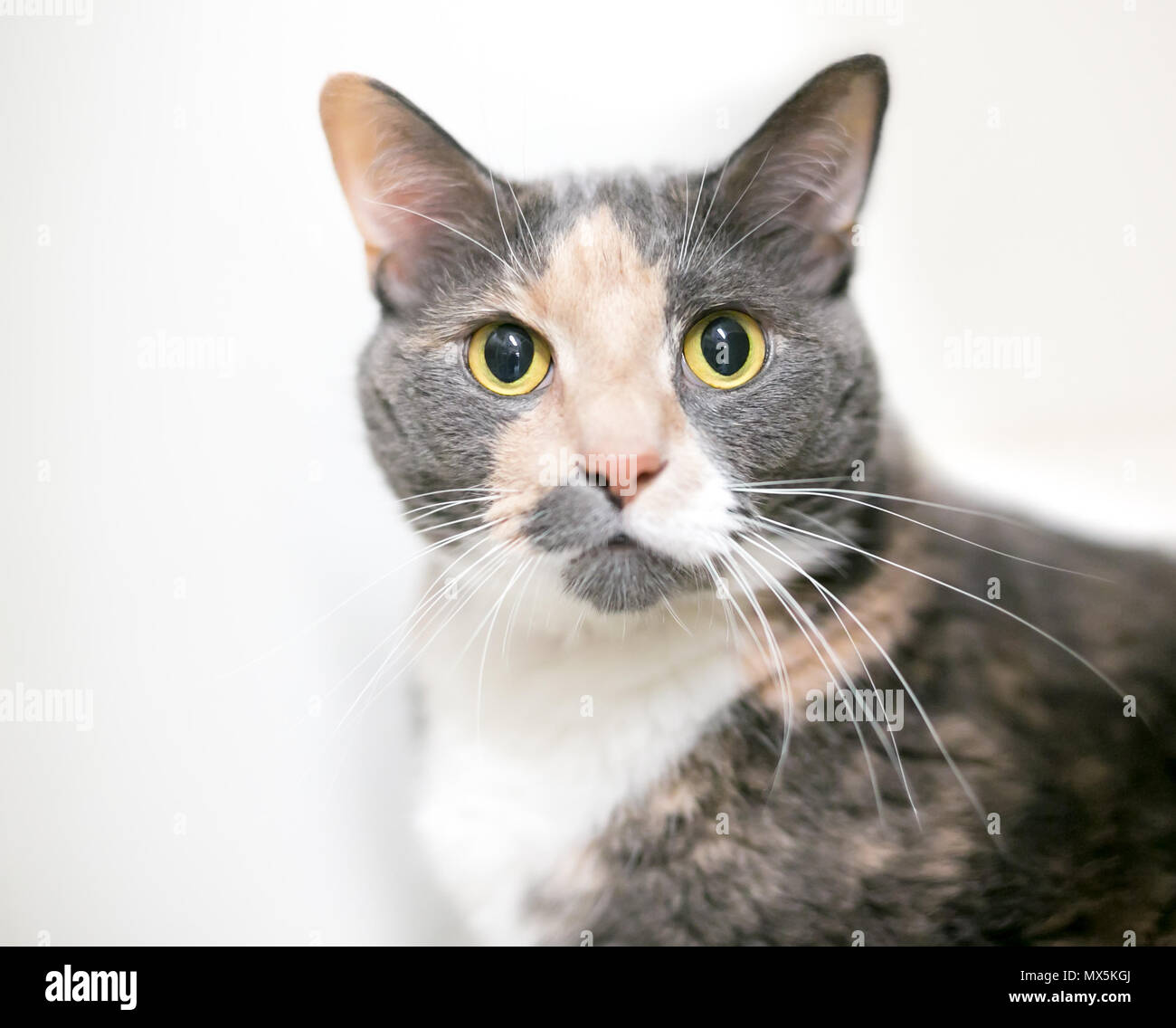 Un diluisca calico shorthair domestico gatto con occhi grandi e pupille dilatate Foto Stock