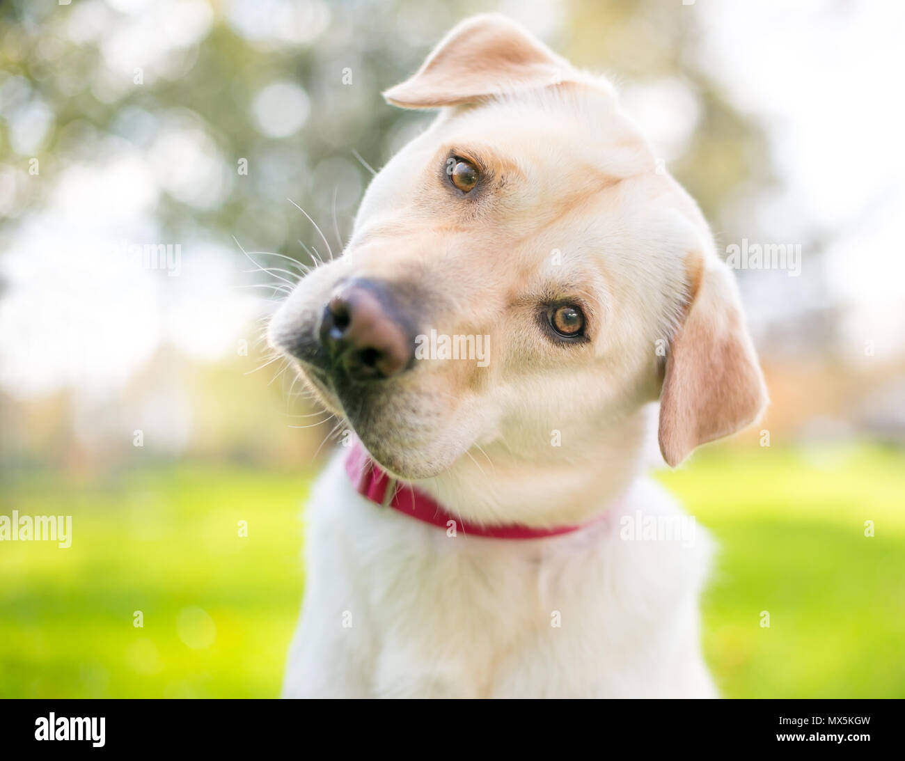 Un giallo Labrador Retriever cane ascolto con una inclinazione testata Foto Stock