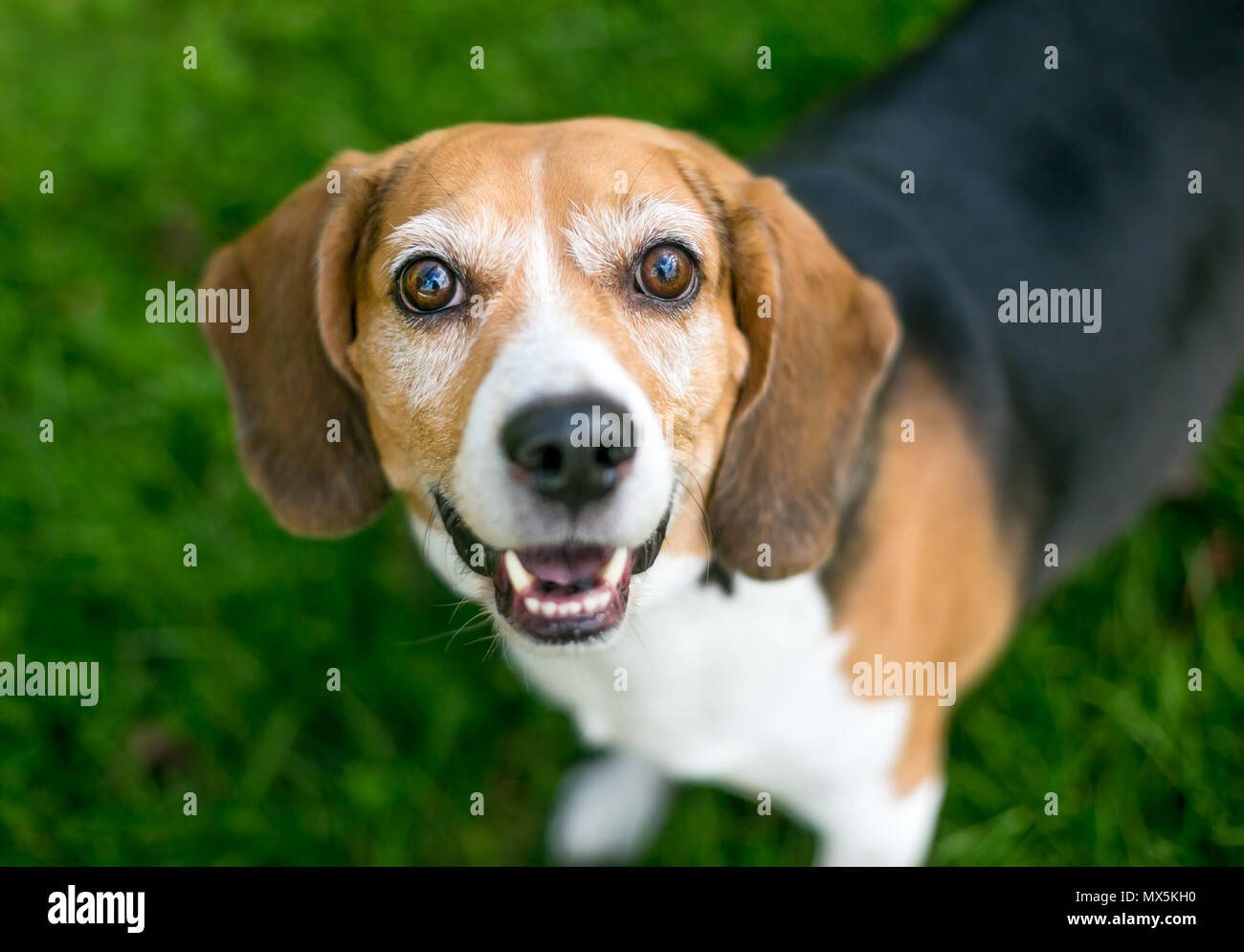 Un felice tricolore cane Beagle cercando Foto Stock