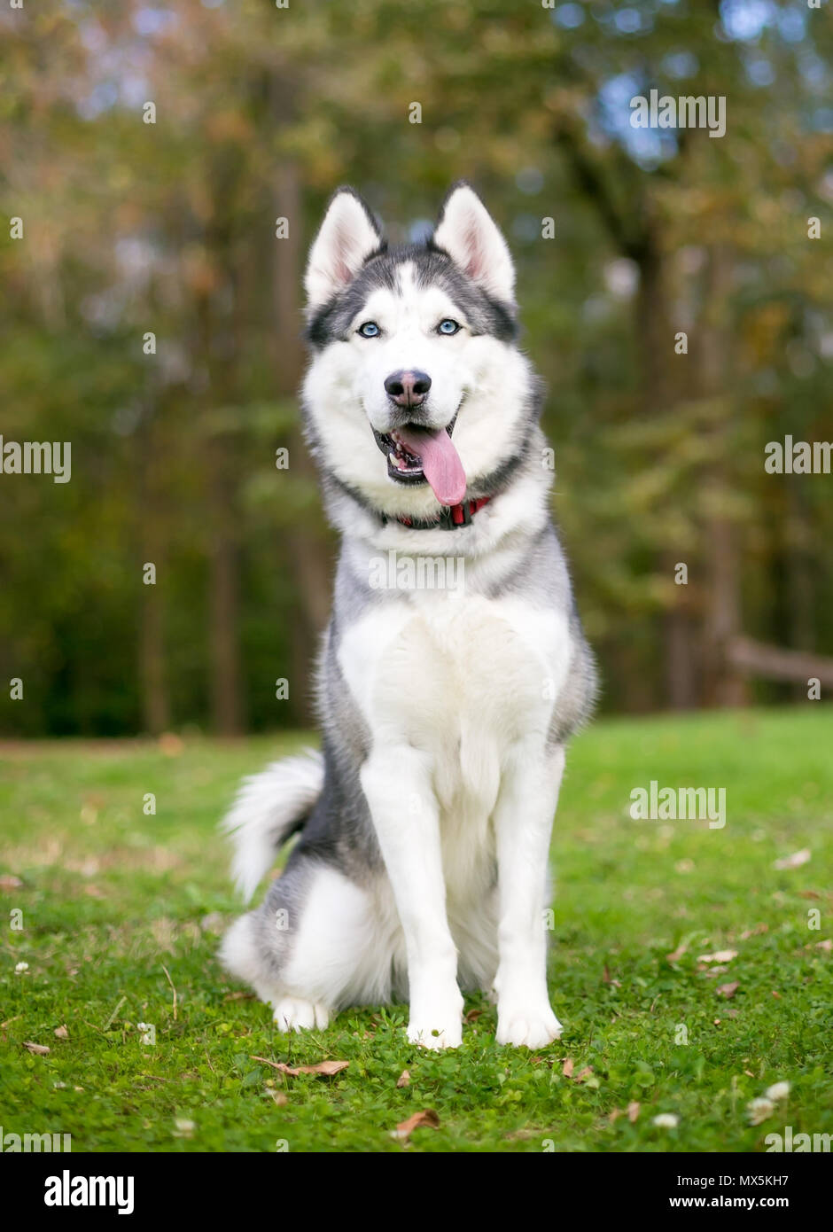 Una razza Siberian Husky cane ansimante all'aperto Foto Stock