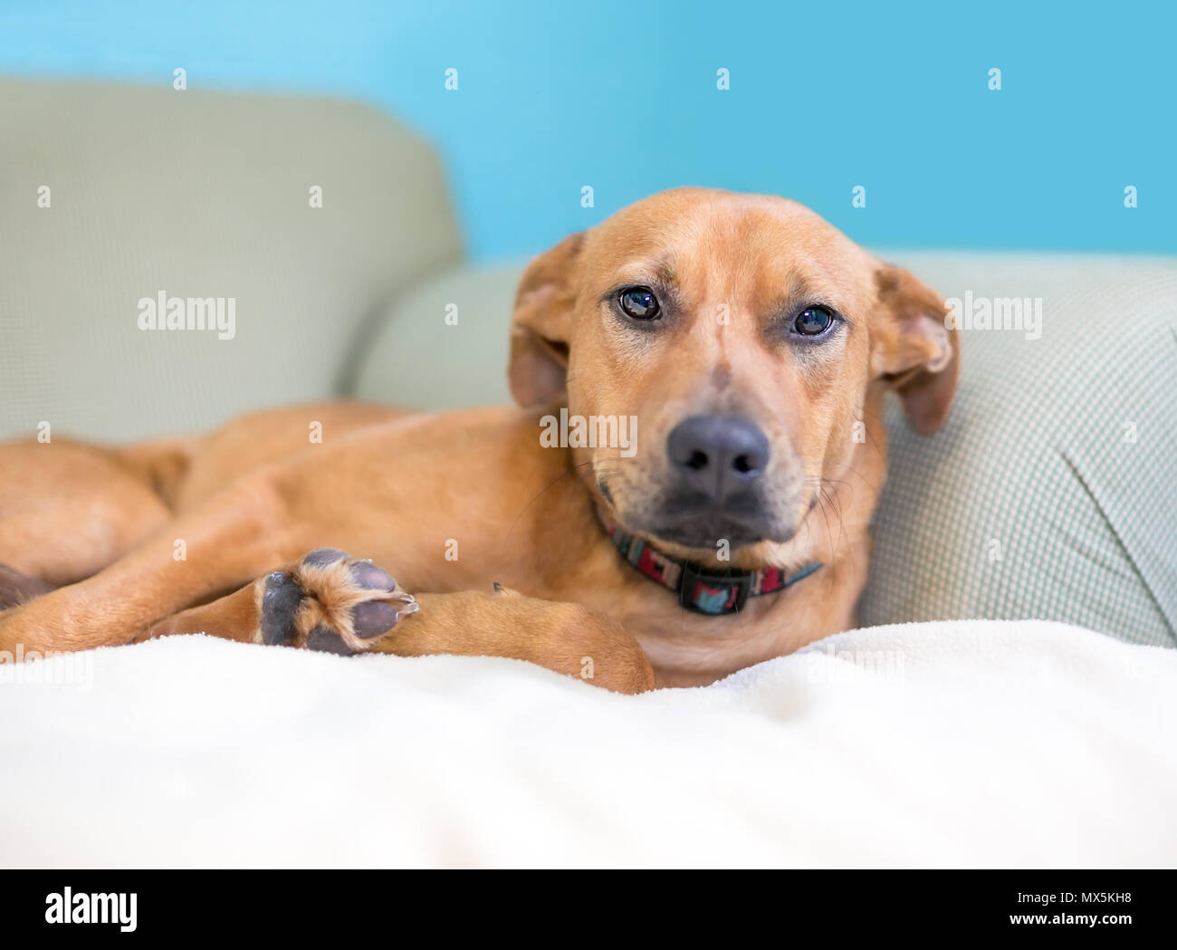 Una sonnolenta brown razza cane sdraiato su un lettino Foto Stock