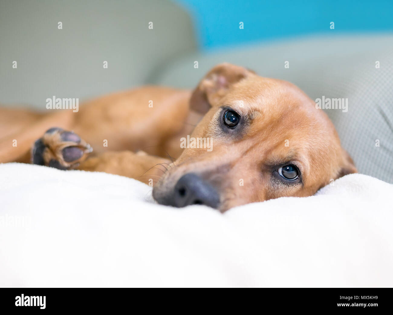 Un marrone razza cane con un espressione triste sdraiato su un lettino Foto Stock