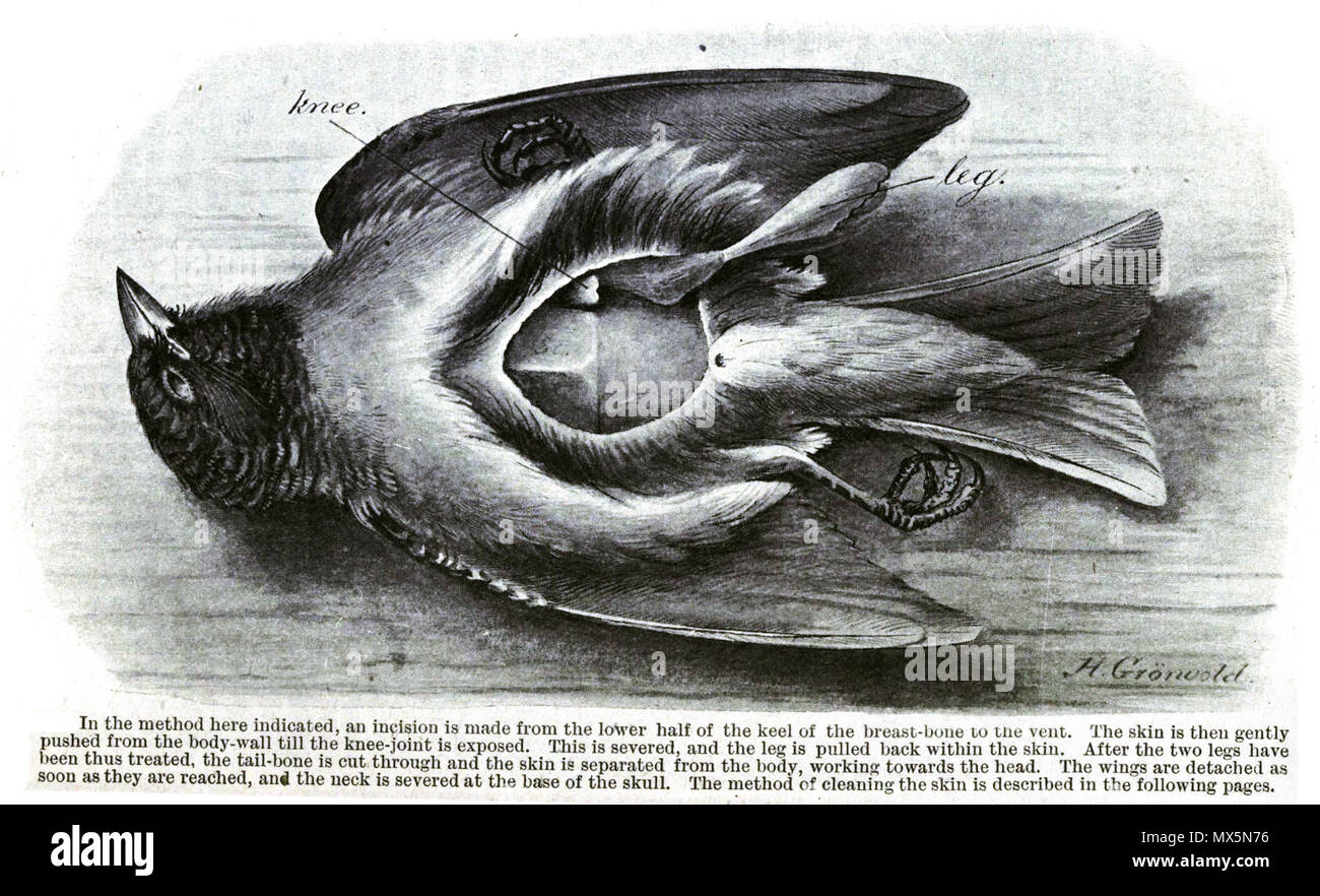 . Parzialmente scuoiati bird . 1921. Henrik Grönvold (1858-1940) nomi alternativi Henrik Gronvold Descrizione dell'artista danese Data di nascita e morte 6 Settembre 1858 23 marzo 1940 Luogo di nascita e morte Praestø Bedford sede di lavoro Copenaghen, London Authority control : Q1314154 VIAF: 94927634 ISNI: 0000 0000 8283 1721 ULAN: 500023963 LCCN: nr2004024238 NLA: 36570863 WorldCat 85 BirdSkinningStart Foto Stock
