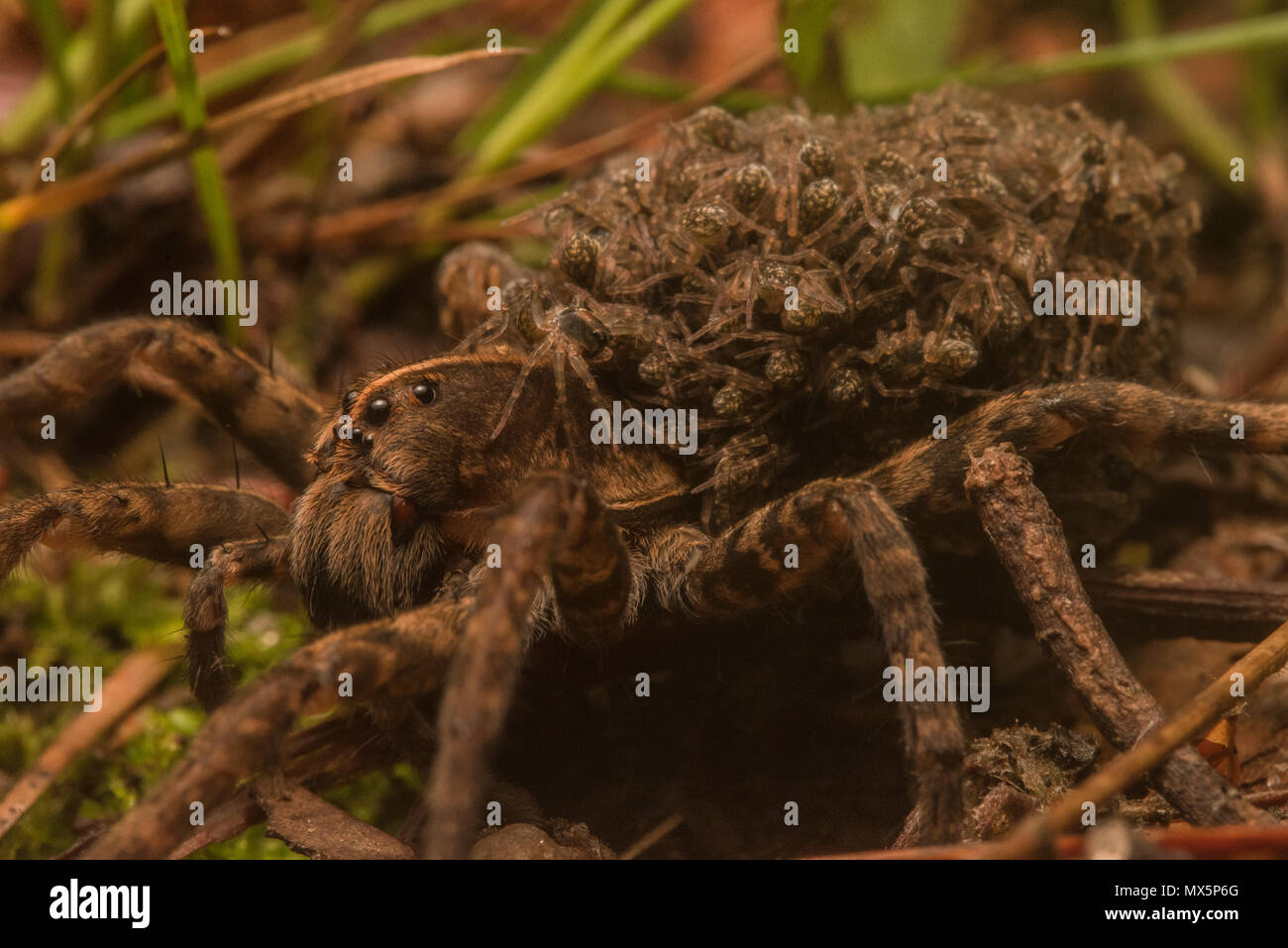 Carolina femmina wolf spider (Hogna carolinensis) portando la sua prole sulla sua schiena. Il più grande wolf spider in Nord America e lo stato spider di SC. Foto Stock