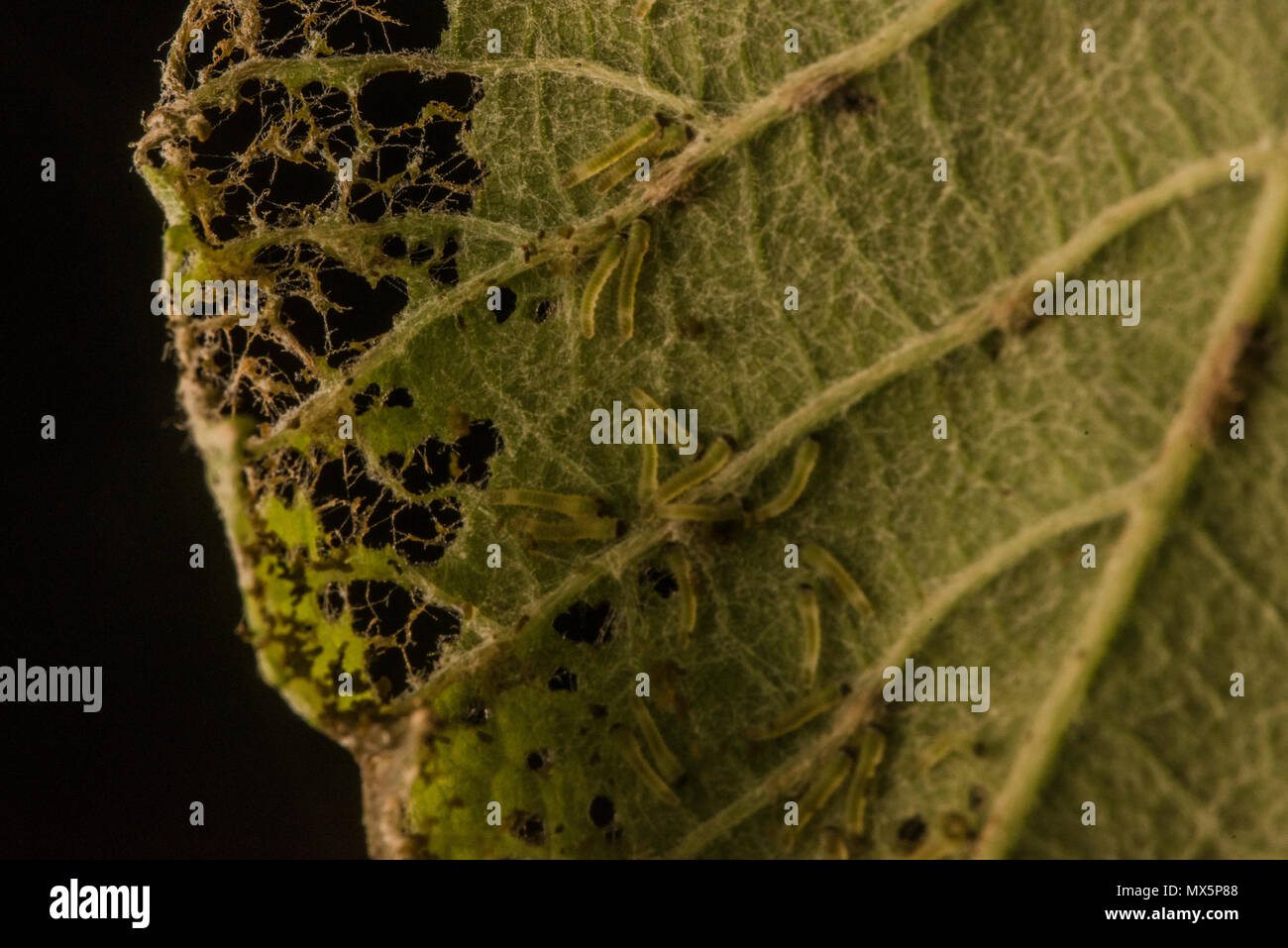 Una foglia che è stata parzialmente mangiato da alcuni piccoli bachi che sono ancora visibili nei pressi del danno. Foto Stock