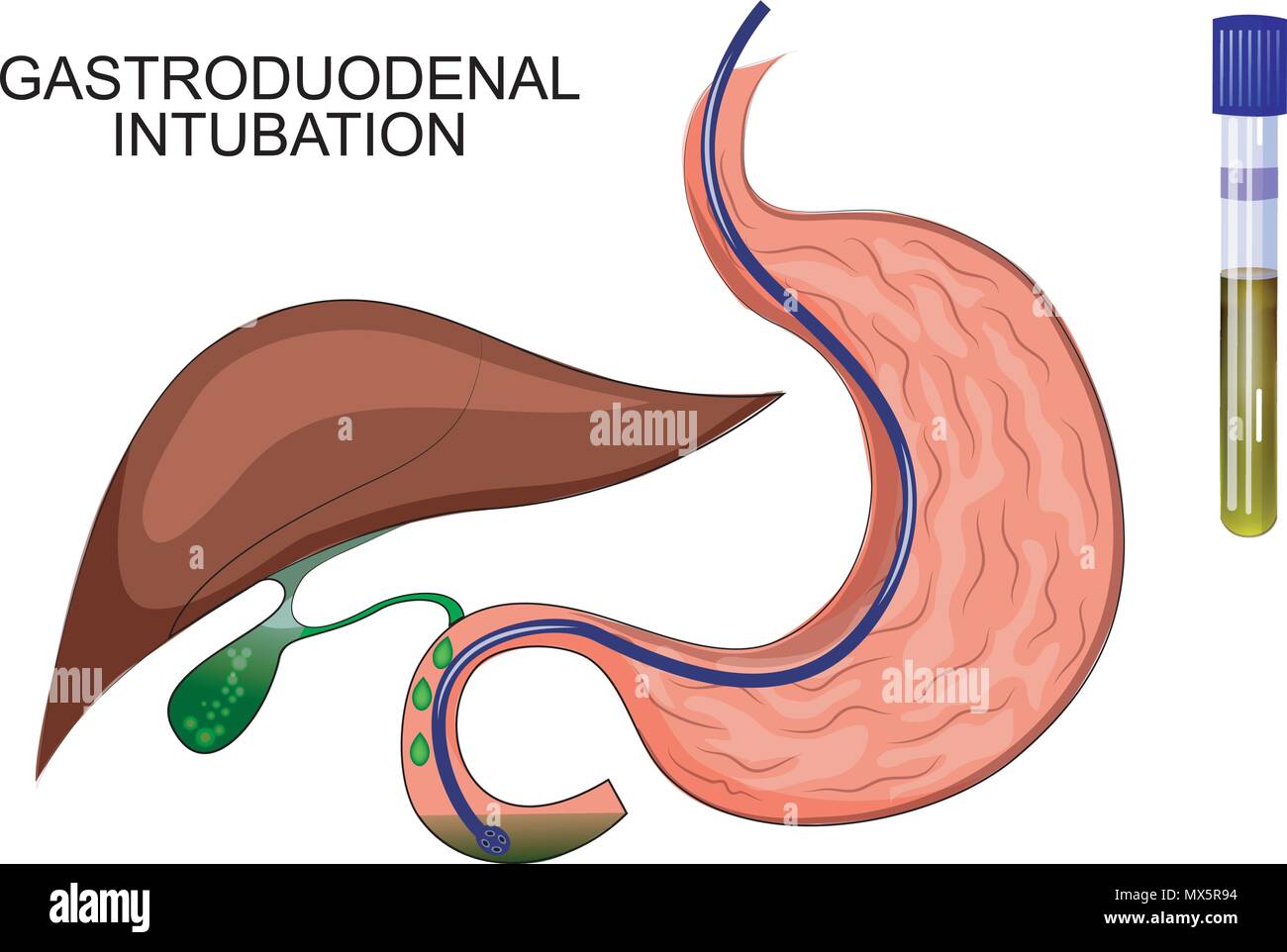 Illustrazione del duodeno dello stomaco. La diagnosi di malattie del fegato Illustrazione Vettoriale