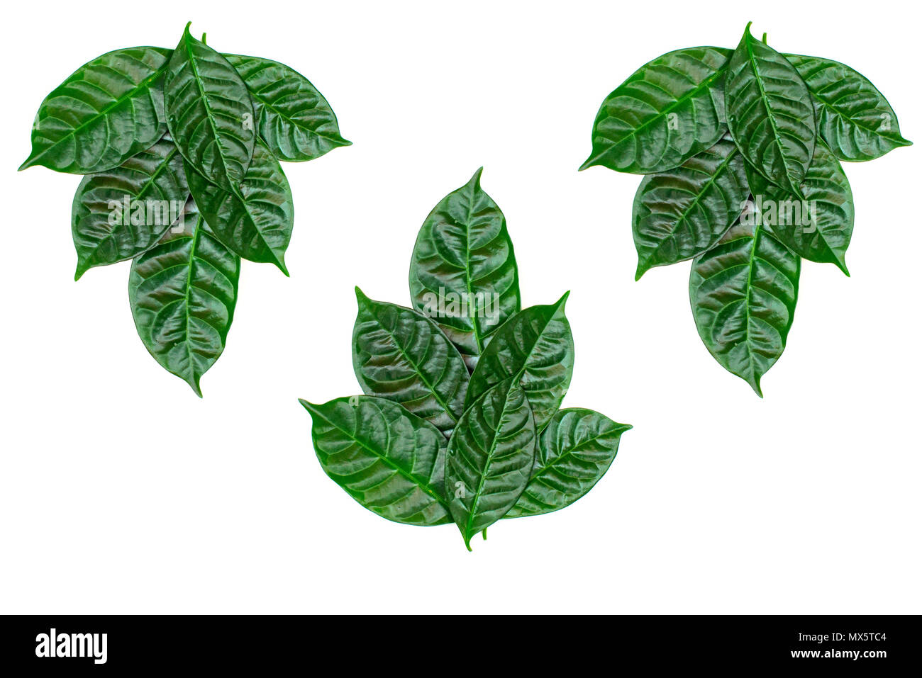 Poster sfondo naturale ornamento di foglie verdi su bianco sfondo isolato. Appartamento laici vista superiore Foto Stock