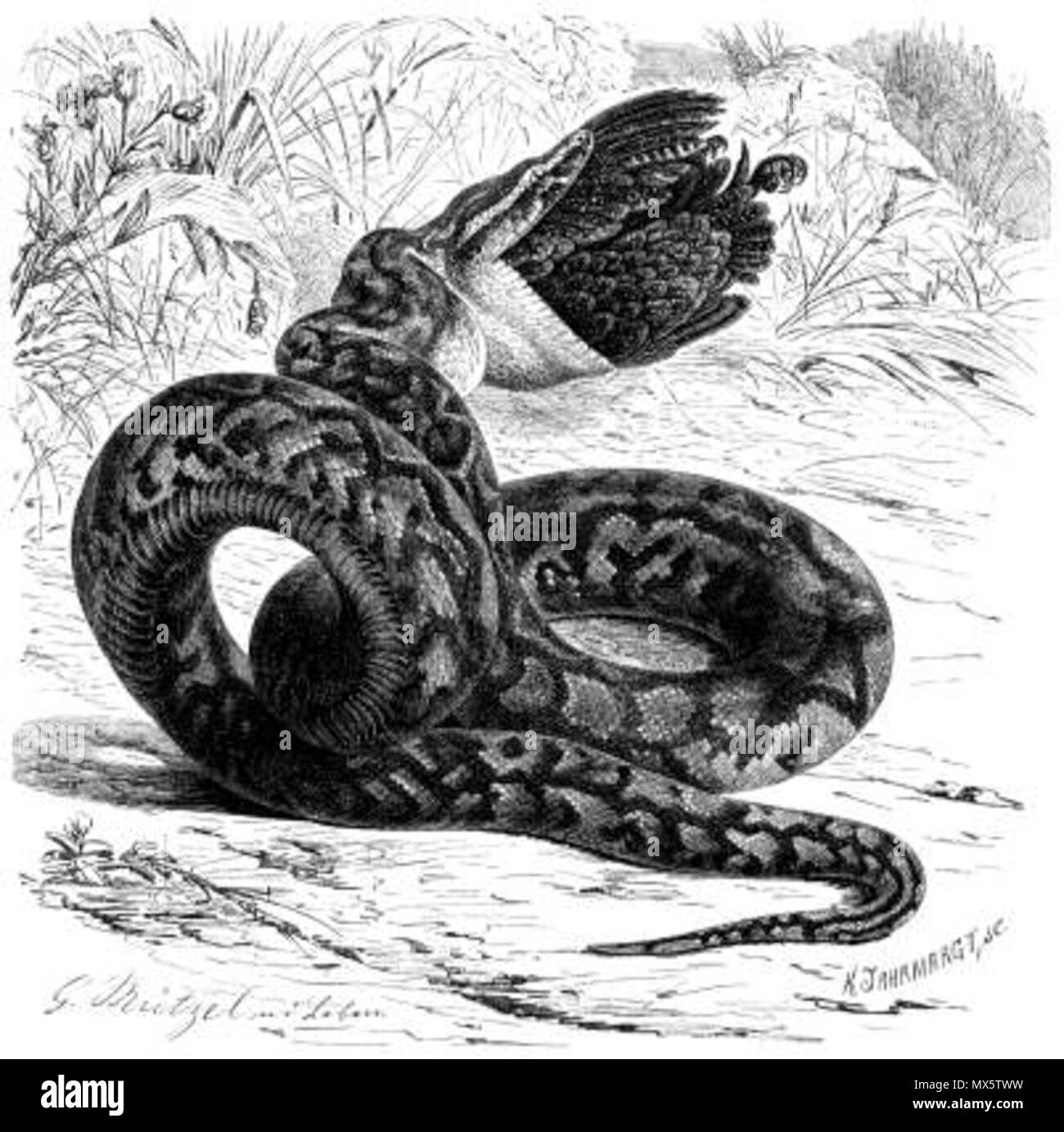 . Inglese: Python sebae. Illustrazione da Brehms Thierleben. Il 30 aprile 2009. WolfgangRieger 98 Brehm VII 331 - Python sebae Foto Stock