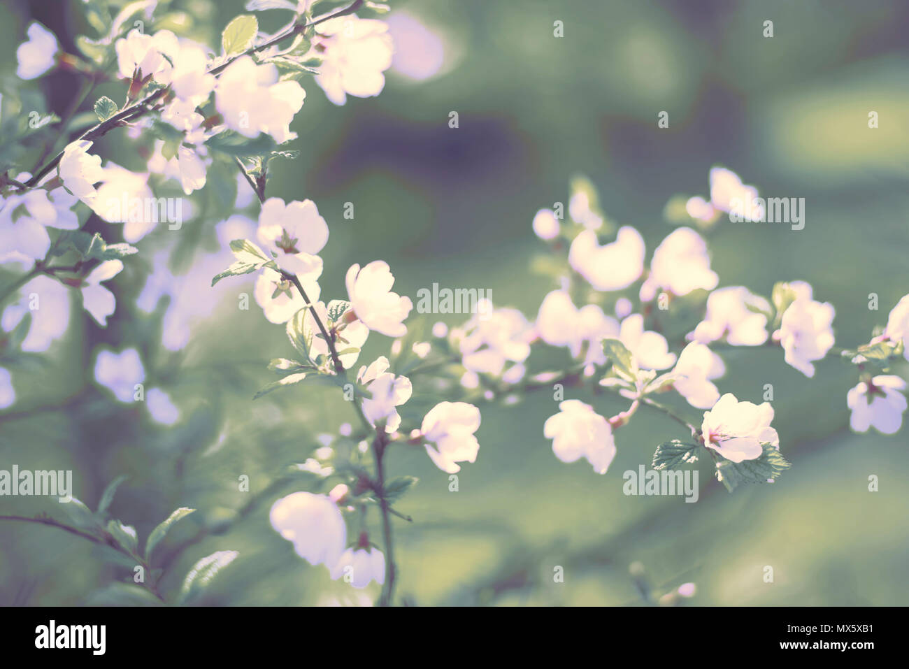 La sfocatura dello sfondo naturale sfocato piccoli fiori su un ramo. Colori pastello surrealismo tonificante Foto Stock