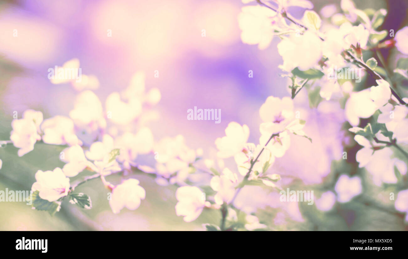 Banner naturale sfocatura dello sfondo sfocato piccoli fiori su un ramo. Colori pastello surrealismo tonificante Foto Stock