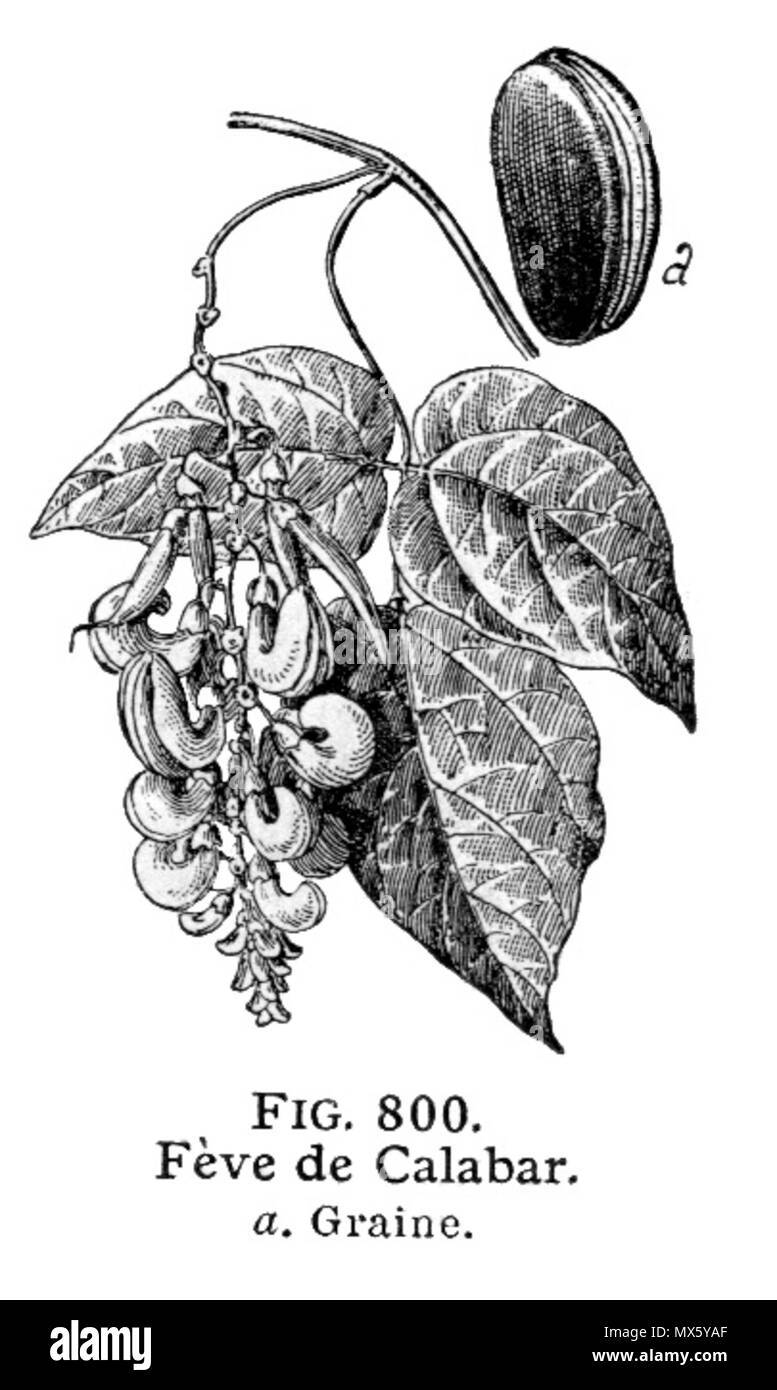 . Français : Féve de Calabar. Plante de la Famille des Légumineuses dont la graine est employée comme antiépileptique, contient le principe actif (toxique), Esérine. Larousse Illustré medica, Parigi, 1912. Galtier-Boissière (org.) . Il 25 ottobre 2011. Galtier-Boissière (org.) 108 Calabar-LarousseMedical Foto Stock