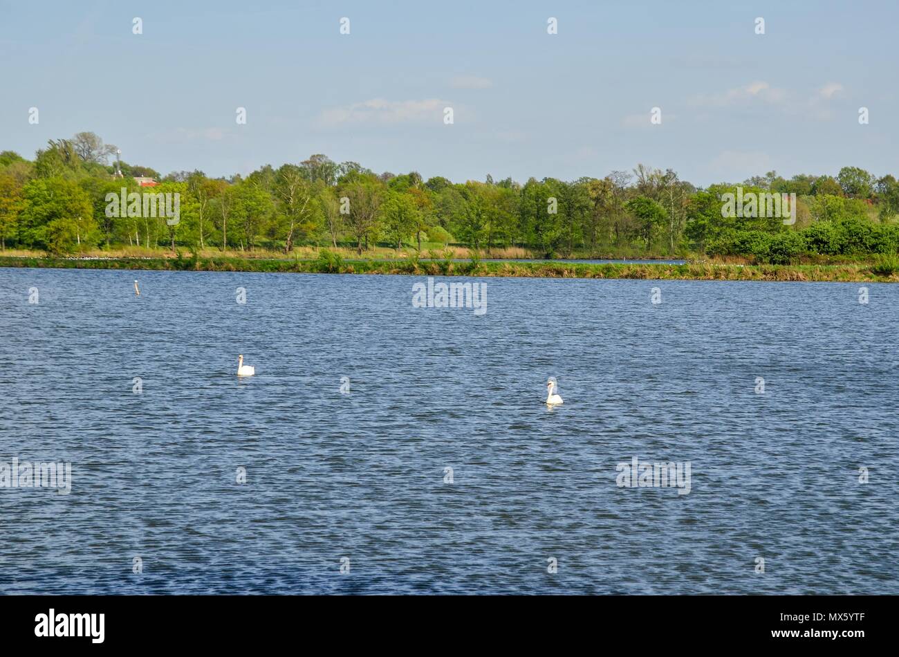 Giornata di sole sull'acqua. Cigni galleggianti in un stagno rurale. Foto Stock