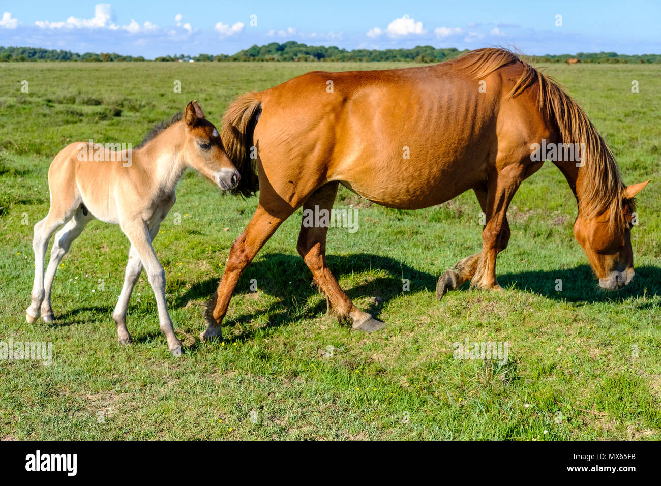 Nuova Foresta 2 Giugno 2018. New Forest pony con il nuovo nato puledri nel glorioso flaming giugno sunshine . La New Forest pony è uno dei riconosciuti di montagna e la brughiera o nativa di razze di pony delle Isole Britanniche. Altezza varia da circa 12 a 14,2 mani; pony di tutte le altezze deve essere forte e abilit e di un buon tipo di equitazione. Credit Paul Chambers Alamy LiveNews Foto Stock