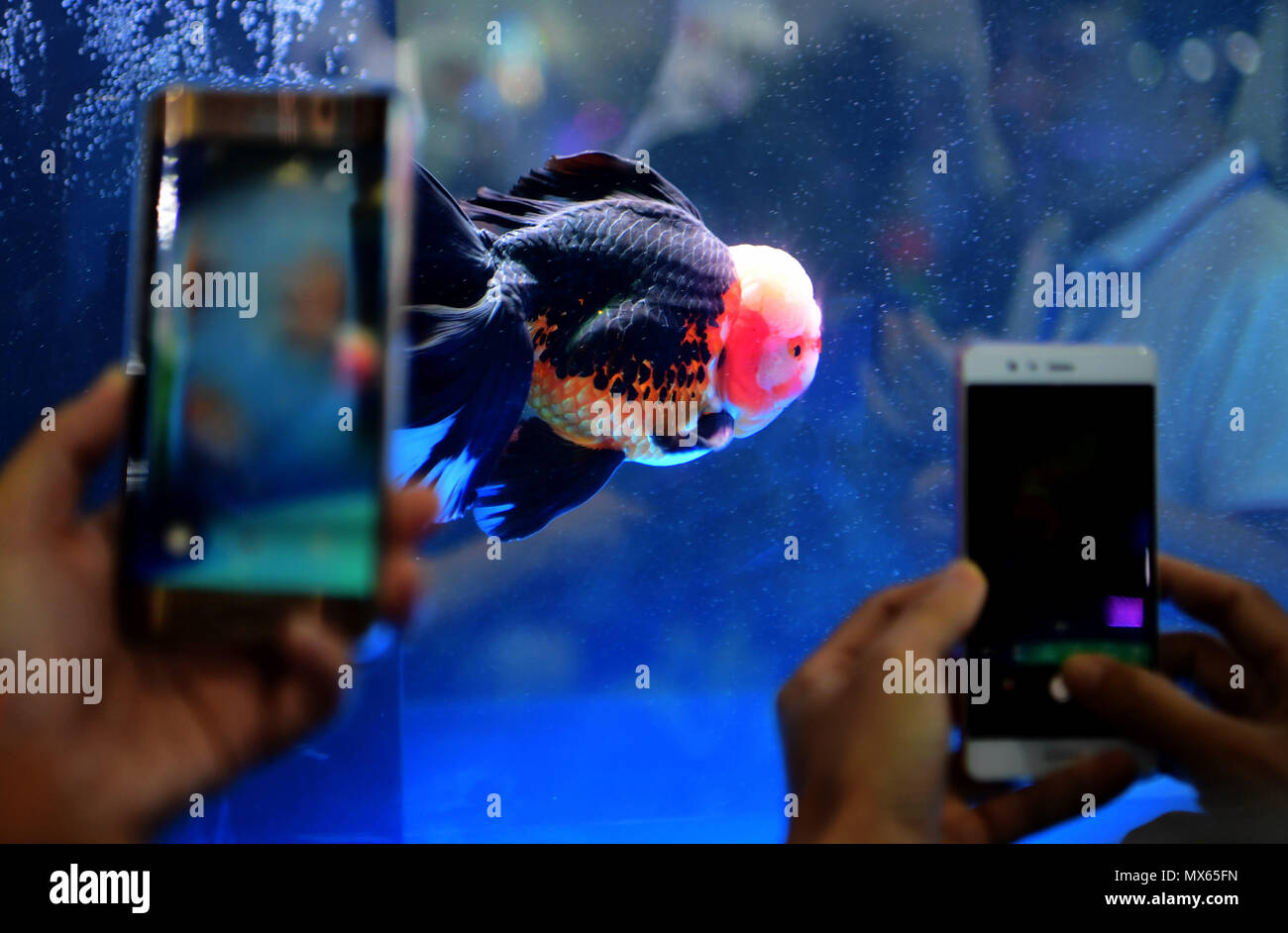 Pechino, la Cina della provincia del Fujian. Il 1 giugno, 2018. I visitatori prendere le foto di un leone-testa goldfish durante il primo international goldfish campionati di Fuzhou, a sud-est della Cina di provincia del Fujian, Giugno 1, 2018. Credito: Wei Peiquan/Xinhua/Alamy Live News Foto Stock