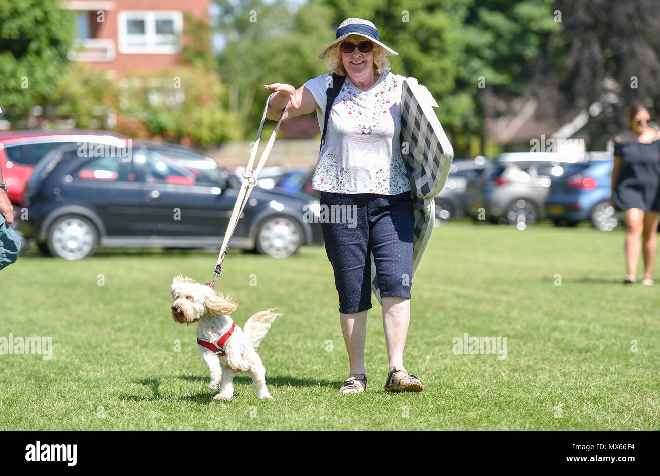 Eastbourne Regno Unito 3 Giugno 2018 - REGNO UNITO Meteo: Questo hound ottiene molto eccitato sotto il sole a Saffrons cricket ground dove Sussex squali sono la riproduzione di Essex Aquile in Eastbourne con temperature meteo per raggiungere l'alta 20s in alcune parti del sud est di credito oggi: Simon Dack/Alamy Live News Foto Stock