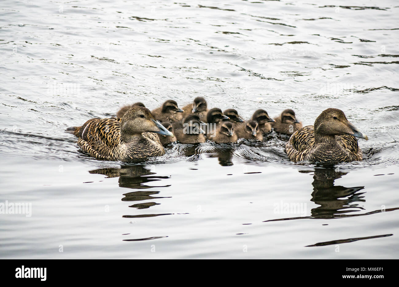 Water of Leith, Leith, Edimburgo, Scozia, Regno Unito. Nel fiume, due anatre mallard femmina mandano una covata di una dozzina di anatroccoli che li tengono vicini in una creche Foto Stock