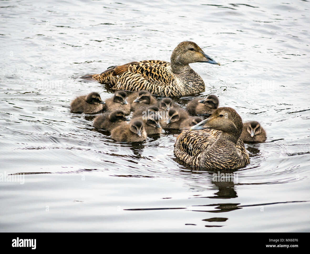 Water of Leith, Leith, Edimburgo, Scozia, Regno Unito. Nel fiume, un'anatra mallard femmina mandria una covata di una dozzina di anatroccoli che li tiene vicini in una creche Foto Stock