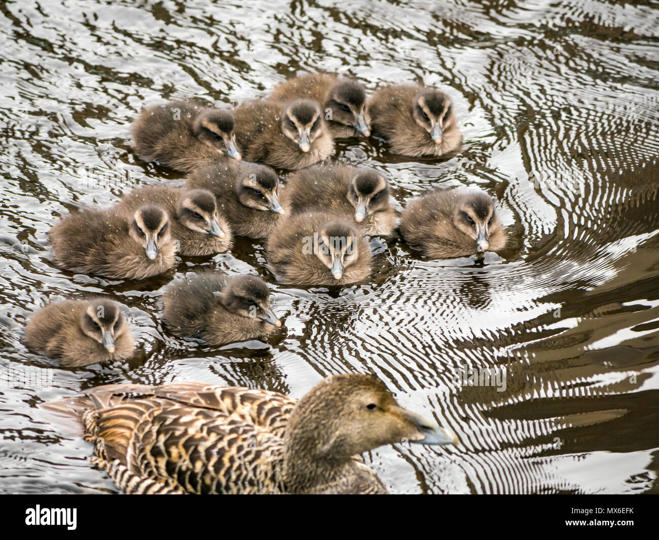 Water of Leith, Leith, Edimburgo, Scozia, Regno Unito. Nel fiume, un'anatra mallard femmina mandria una covata di una dozzina di anatroccoli che li tiene vicini in una creche Foto Stock