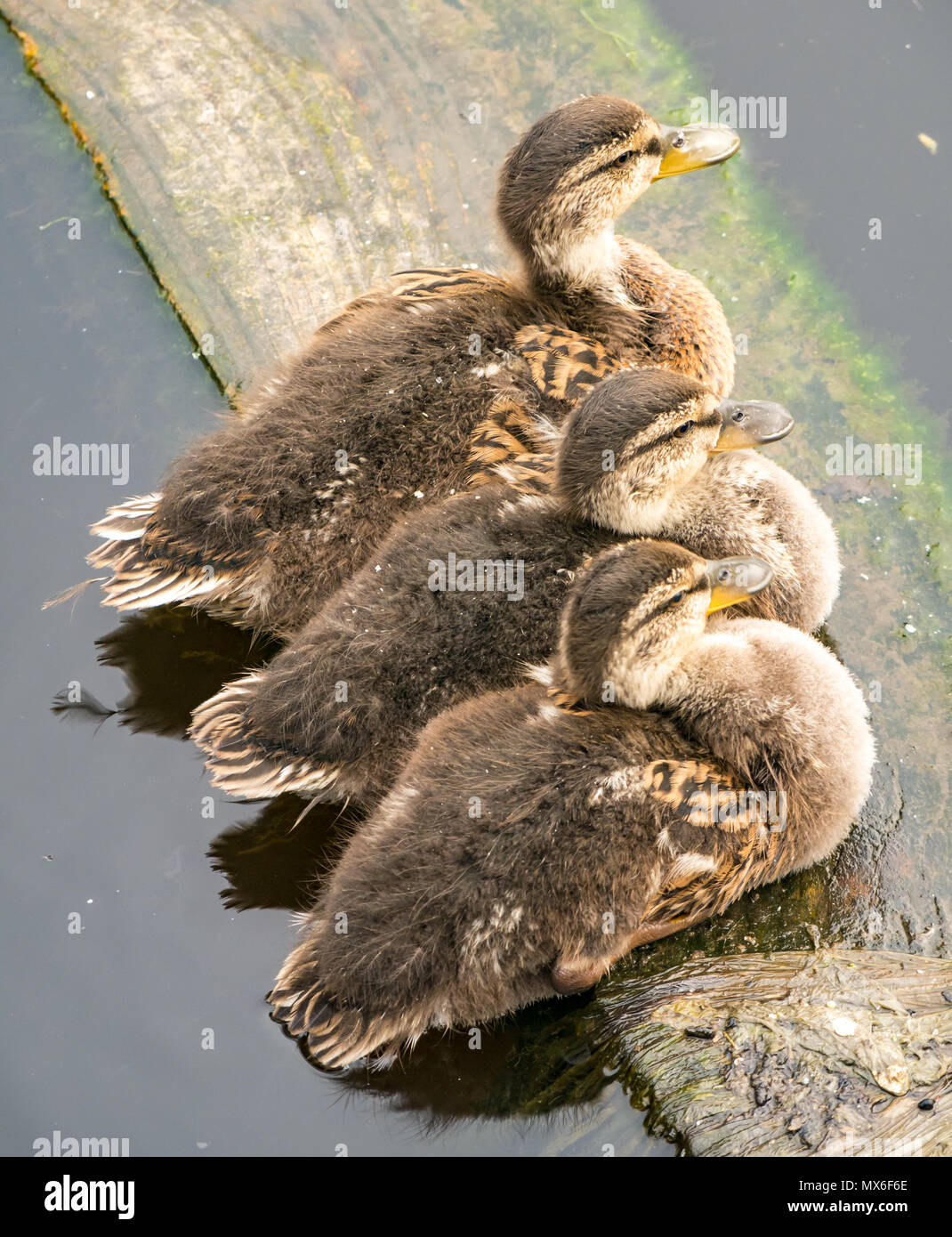 Water of Leith, Leith, Edimburgo, Scozia, Regno Unito. Tre giovani anatroccoli di mallard, Anas platyrhynchos, si allinearono poggiando su una tavola di legno nel fiume Foto Stock