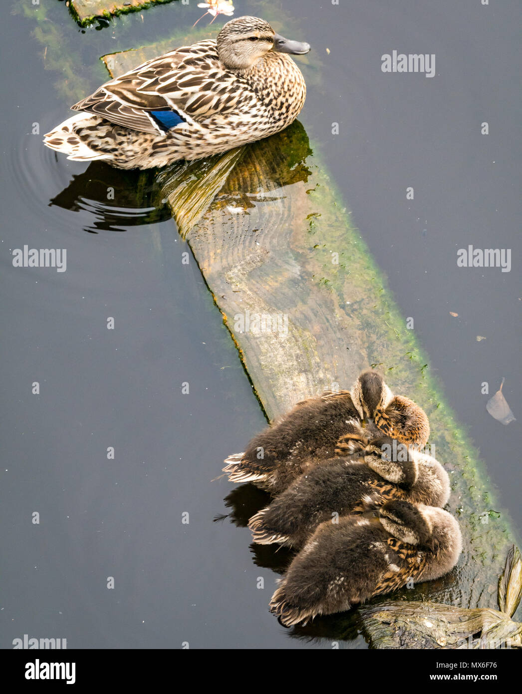 Water of Leith, Leith, Edimburgo, Scozia, Regno Unito. Tre giovani anatroccoli di mallard, Anas platyrhynchos, si allinearono poggiando su una tavola di legno nel fiume, con un'anatra di mallard maschile seduto nelle vicinanze Foto Stock